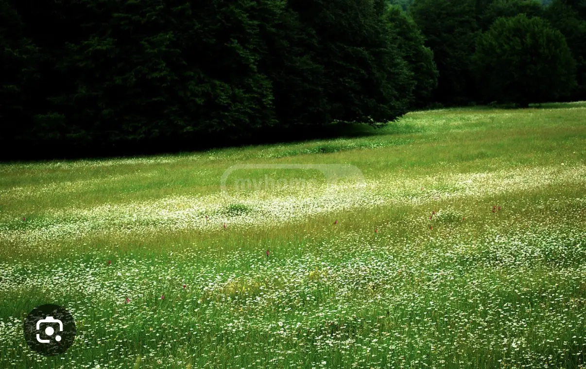 Non-Agricultural Plot For Sale In Akhmeta view 1