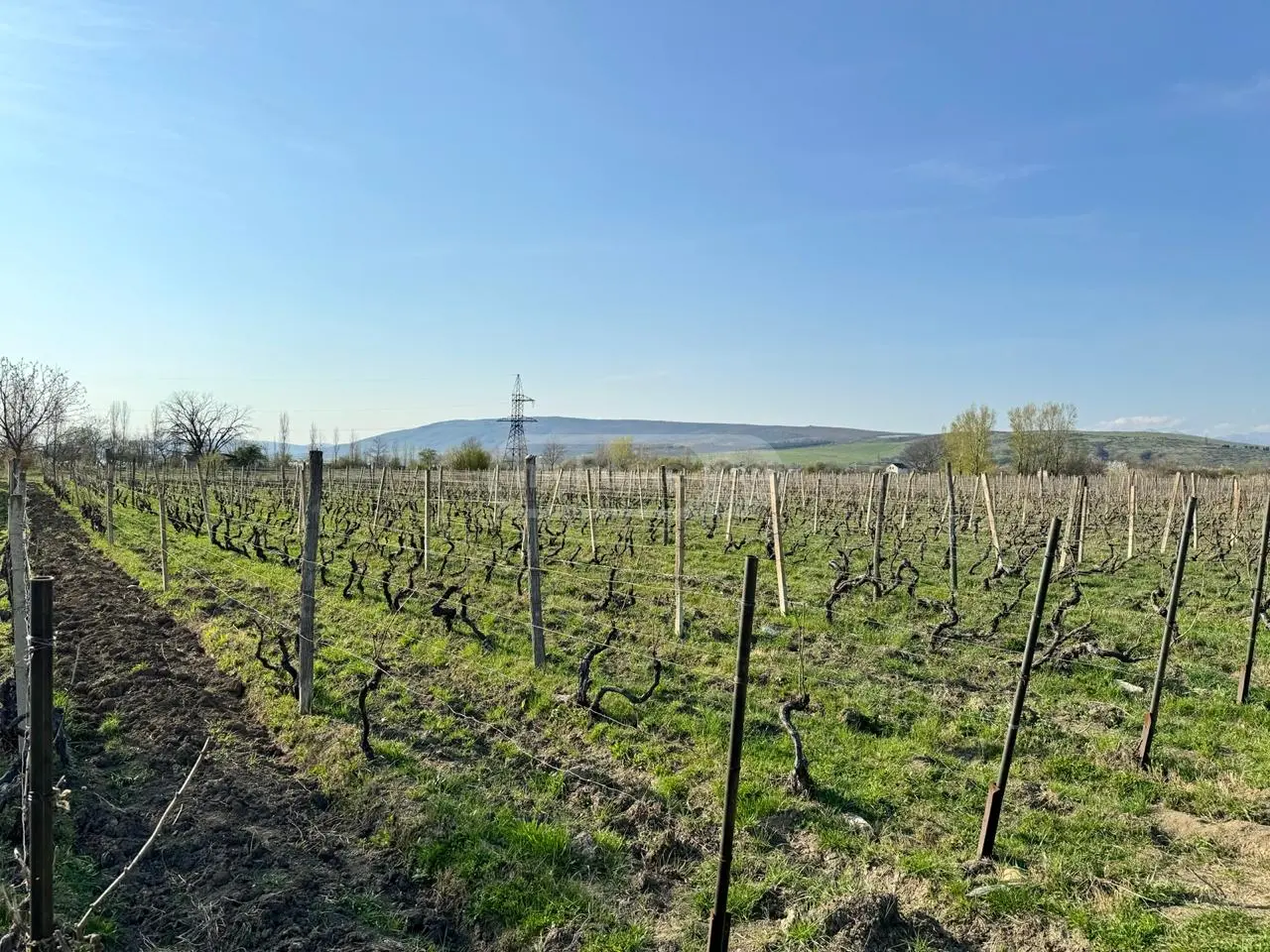 Agricultural Plot For Sale In Dzalisi, In Mtskheta Municipality view 5