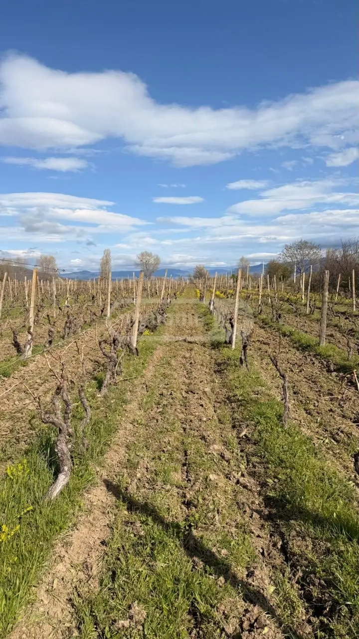 Agricultural Plot For Sale In Dzalisi, In Mtskheta Municipality view 4