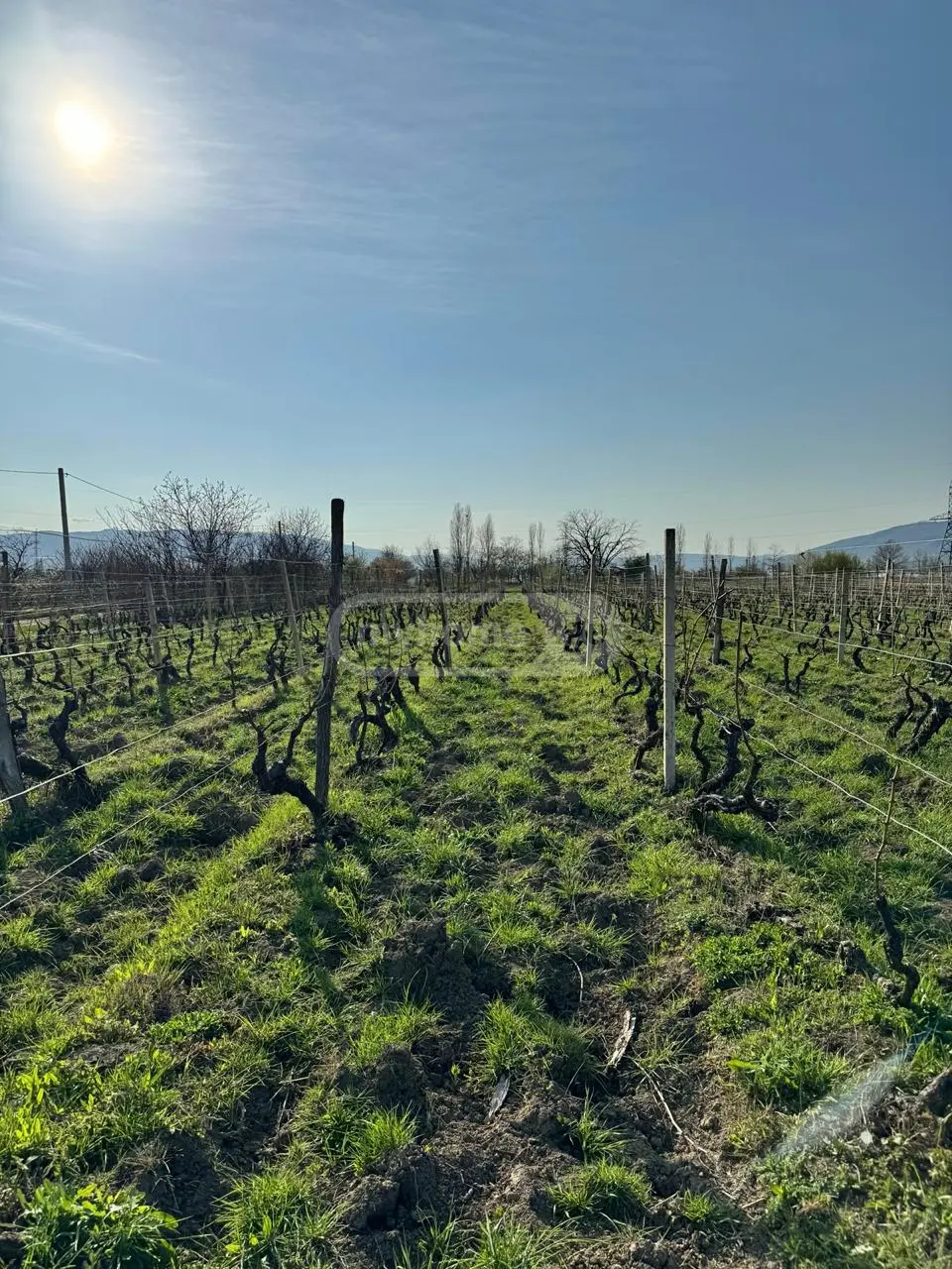 Agricultural Plot For Sale In Dzalisi, In Mtskheta Municipality view 2