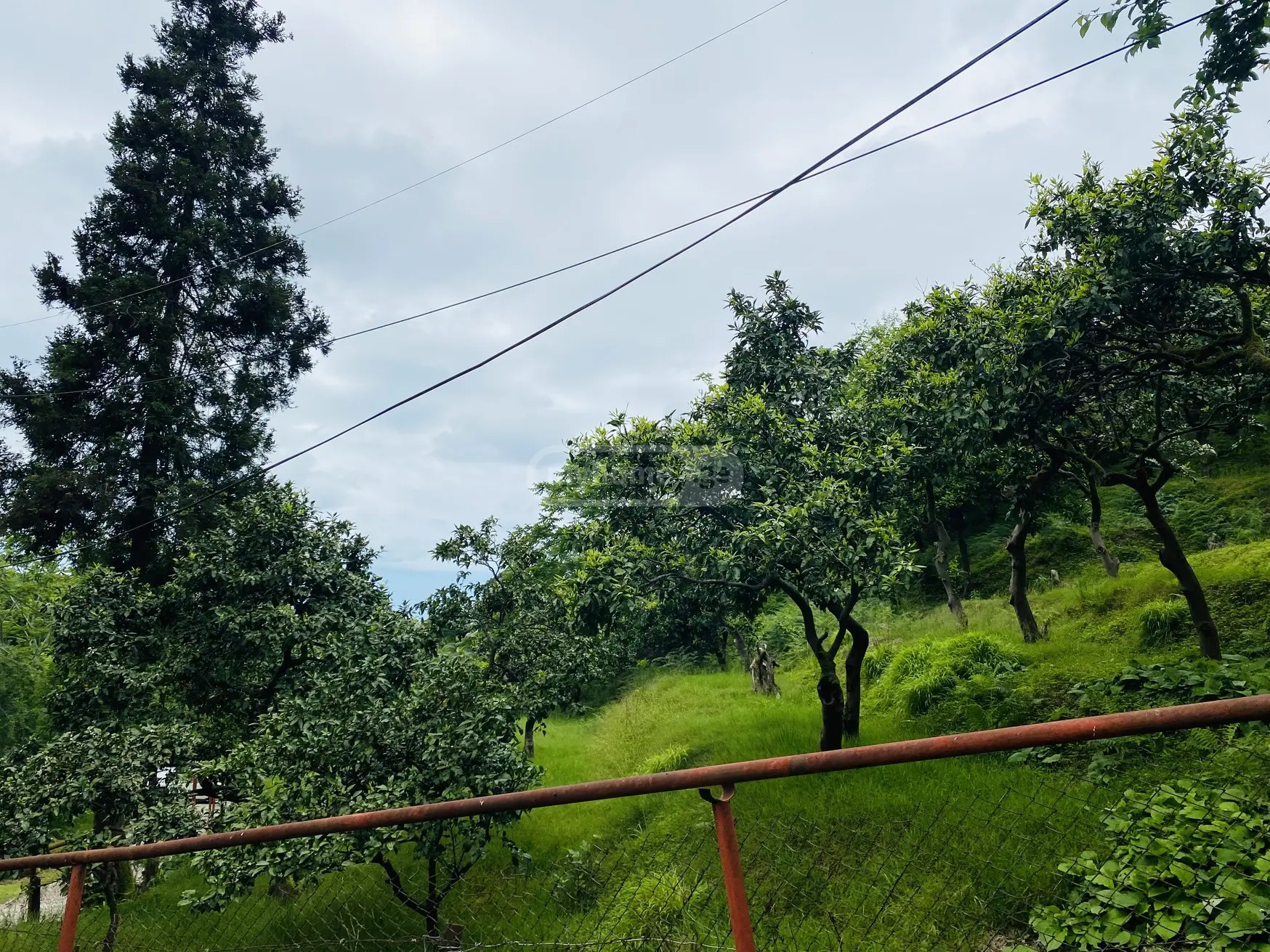 Agricultural Plot For Sale In Tsikhisdziri, In Kobuleti Municipality view 12