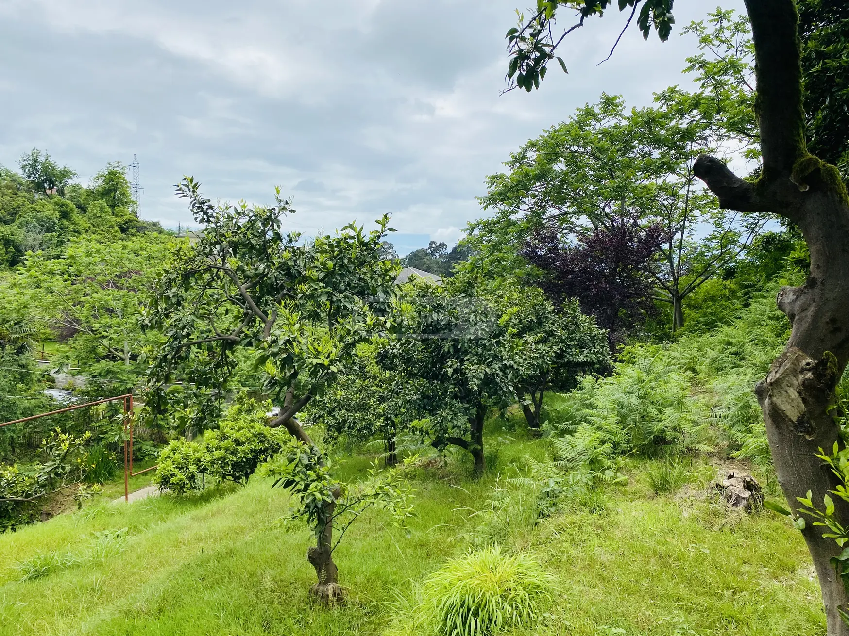 Agricultural Plot For Sale In Tsikhisdziri, In Kobuleti Municipality view 5