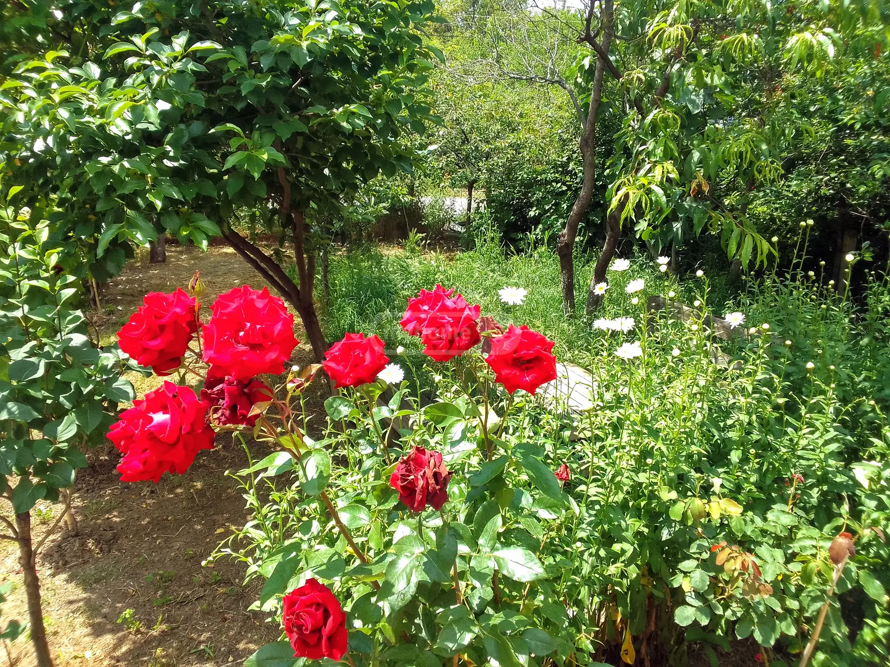 2 Room Country House For Sale view 3