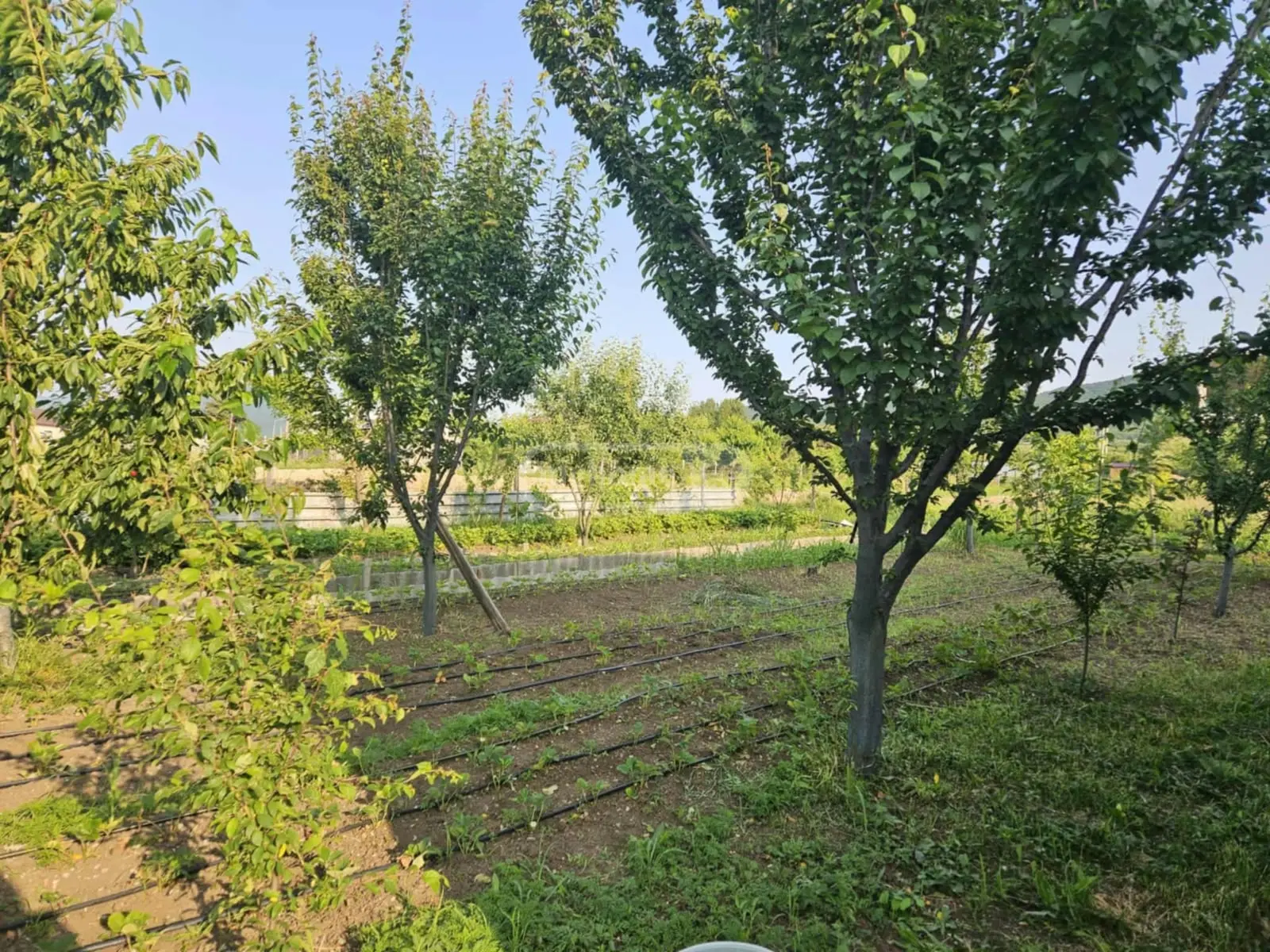 Universal Commercial Area For Rent In Tserovani, In Mtskheta Municipality view 9
