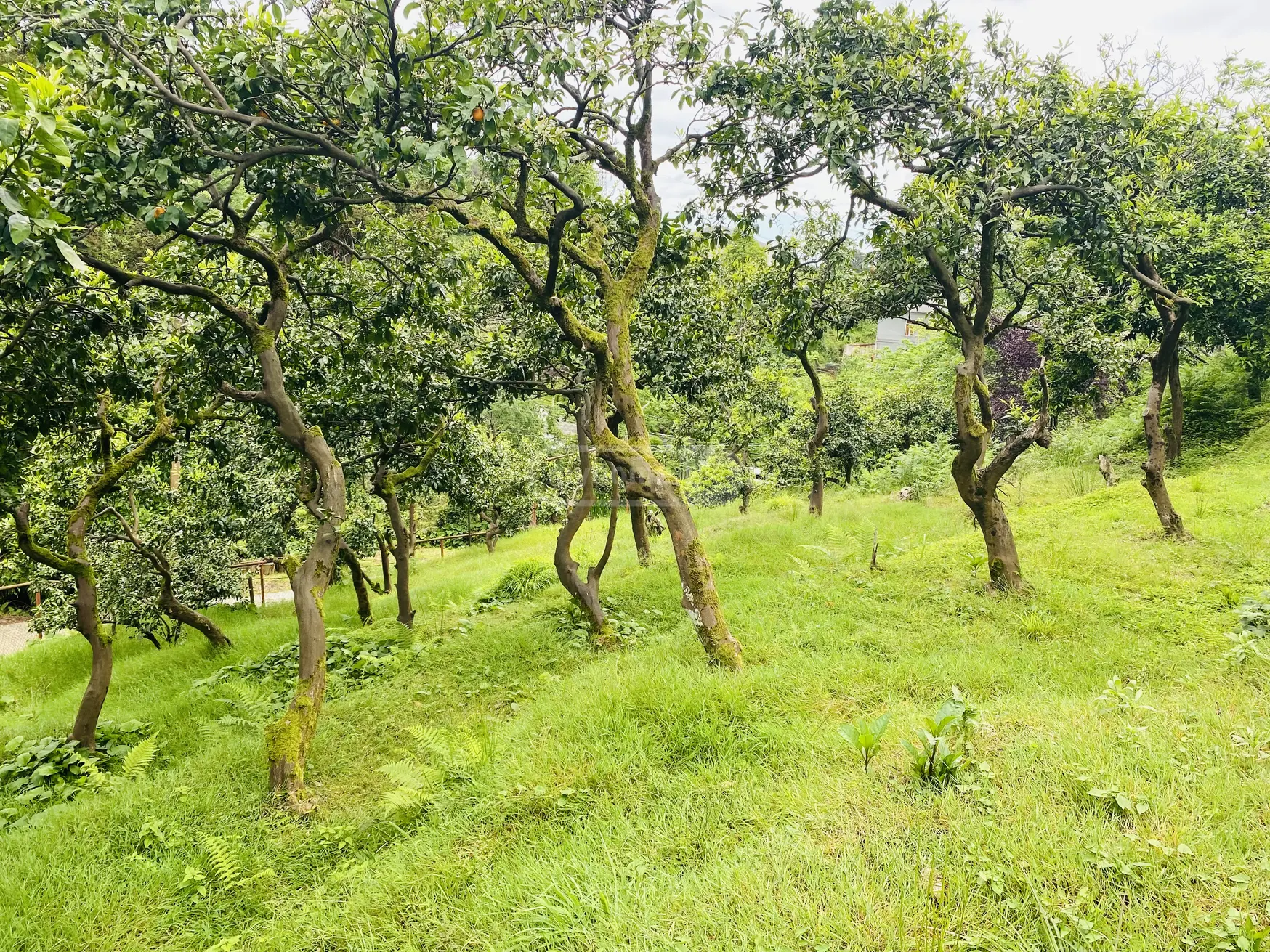 Agricultural Plot For Sale In Tsikhisdziri, In Kobuleti Municipality view 4