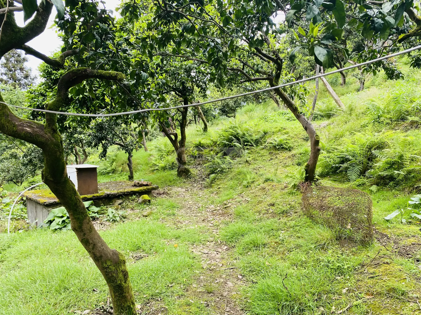 Agricultural Plot For Sale In Tsikhisdziri, In Kobuleti Municipality view 6