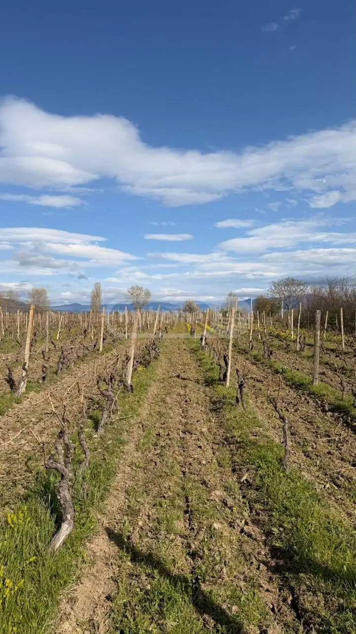 Agricultural Plot For Sale In Dzalisi, In Mtskheta Municipality view 3