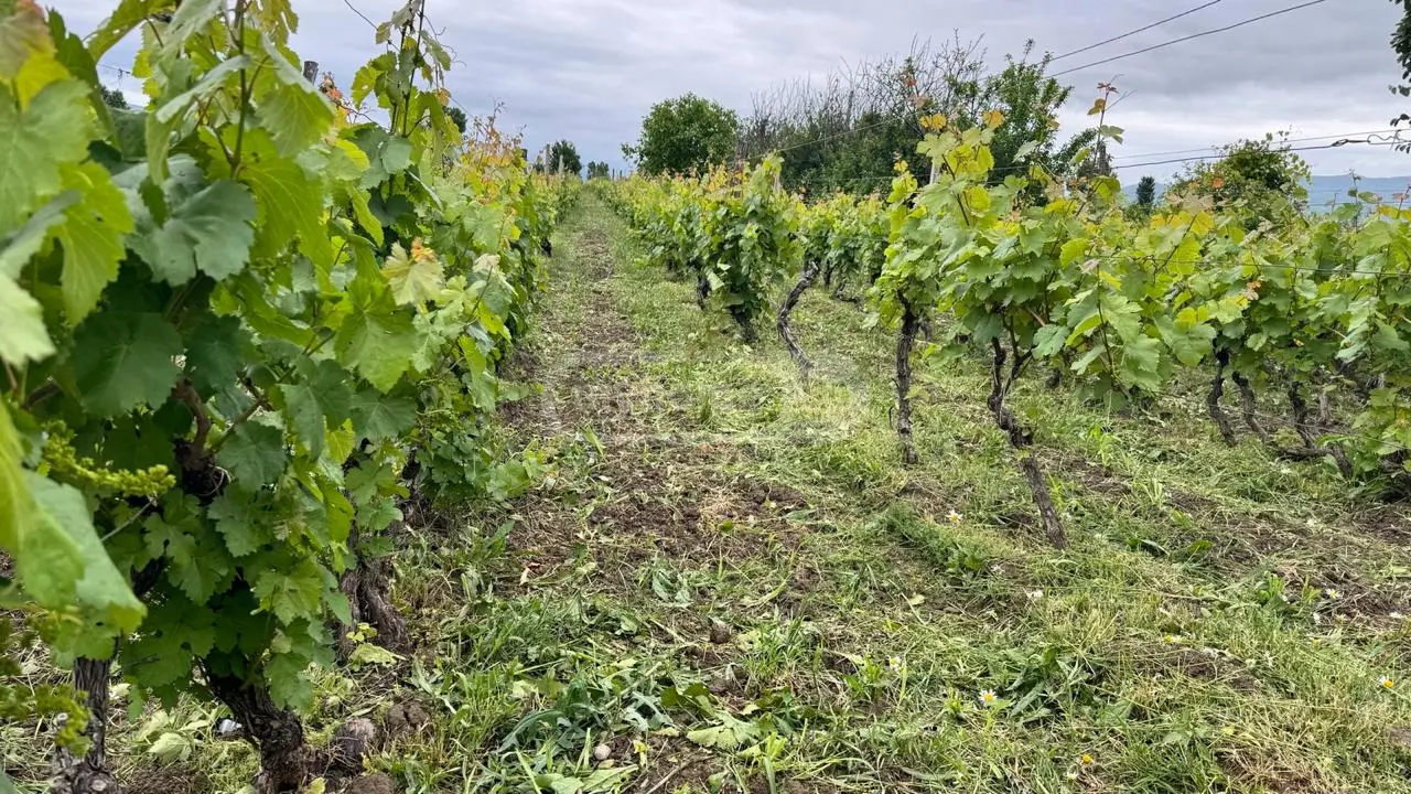 Agricultural Plot For Sale In Dzalisi, In Mtskheta Municipality view 1