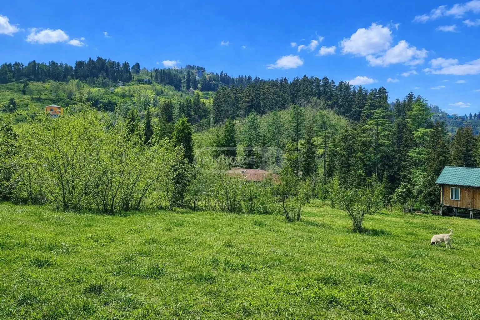 Agricultural Plot For Sale In Chaqvi, In Kobuleti Municipality view 4