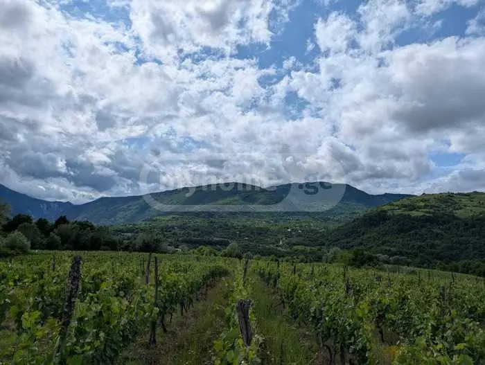 Agricultural Plot For Sale In Ambrolauri view 4