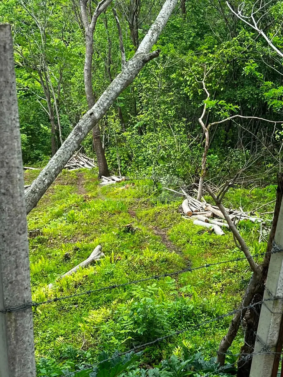 Agricultural Plot For Sale In Makhinjauri, In Batumi view 3