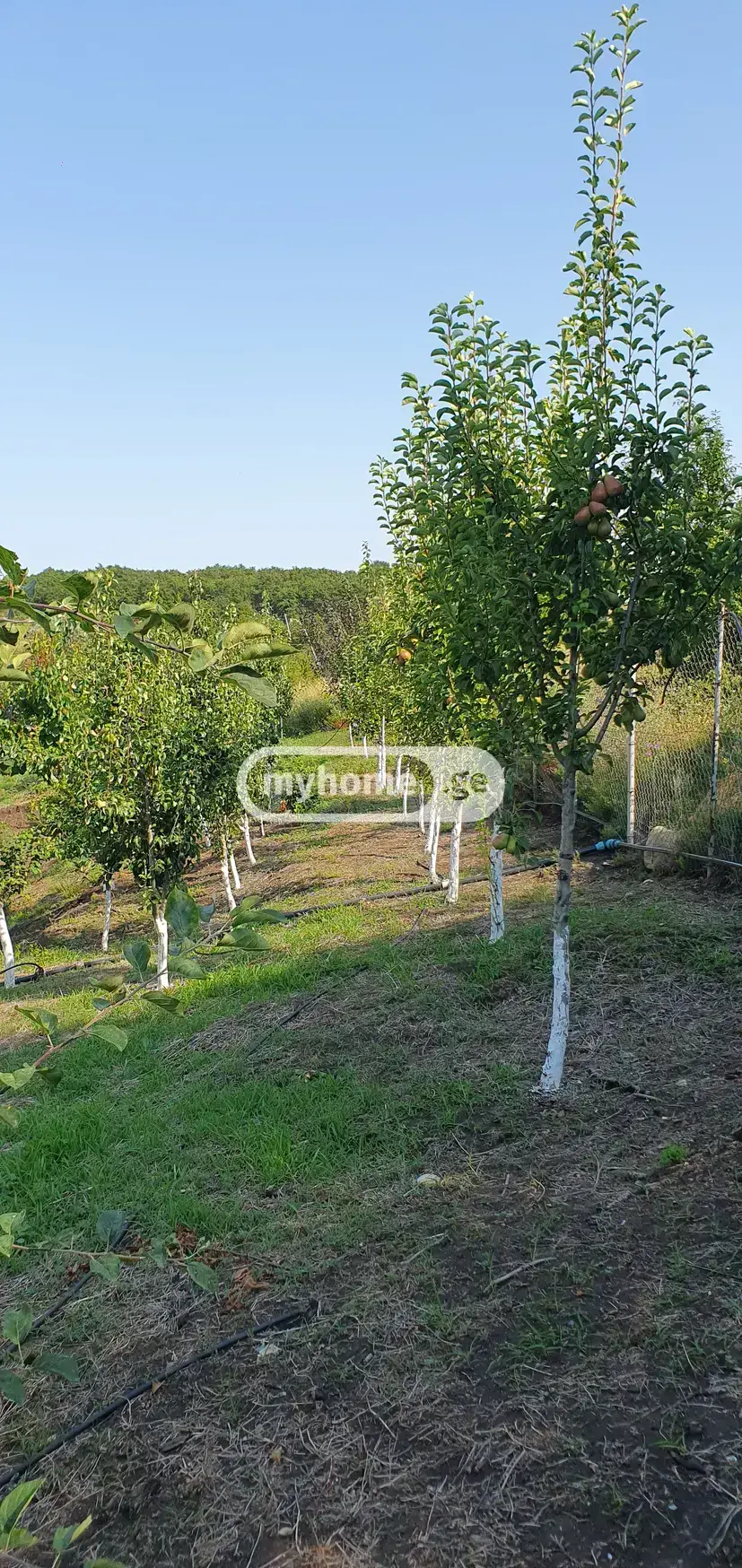 7 Room Country House For Sale view 13