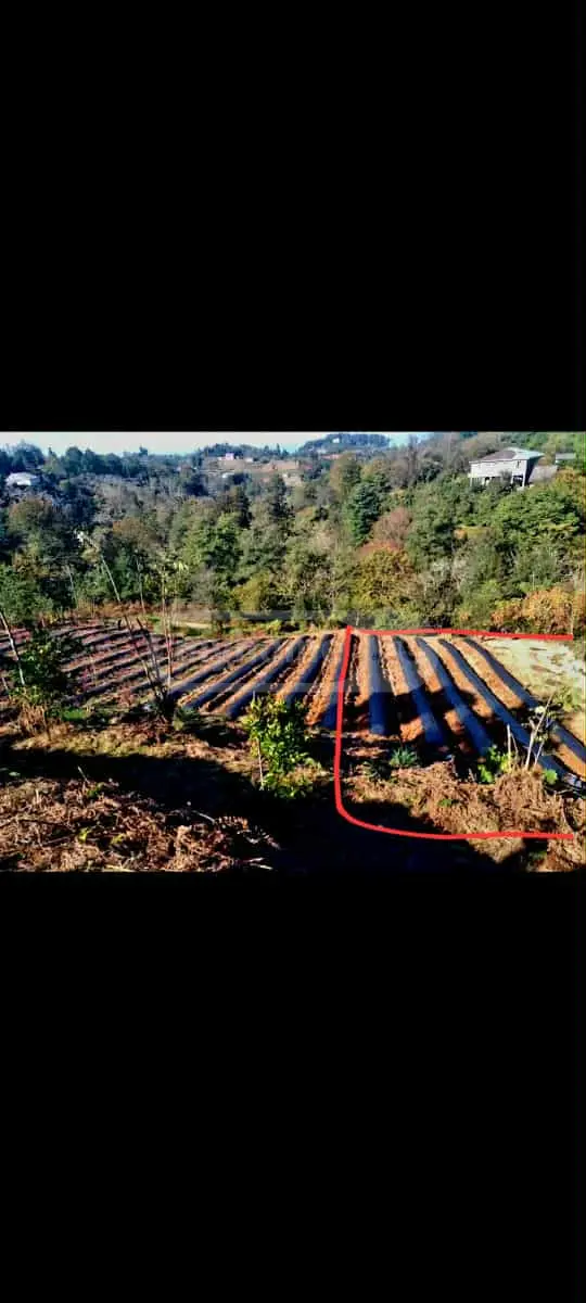 Agricultural Plot For Sale In Chaqvi, In Kobuleti Municipality view 3