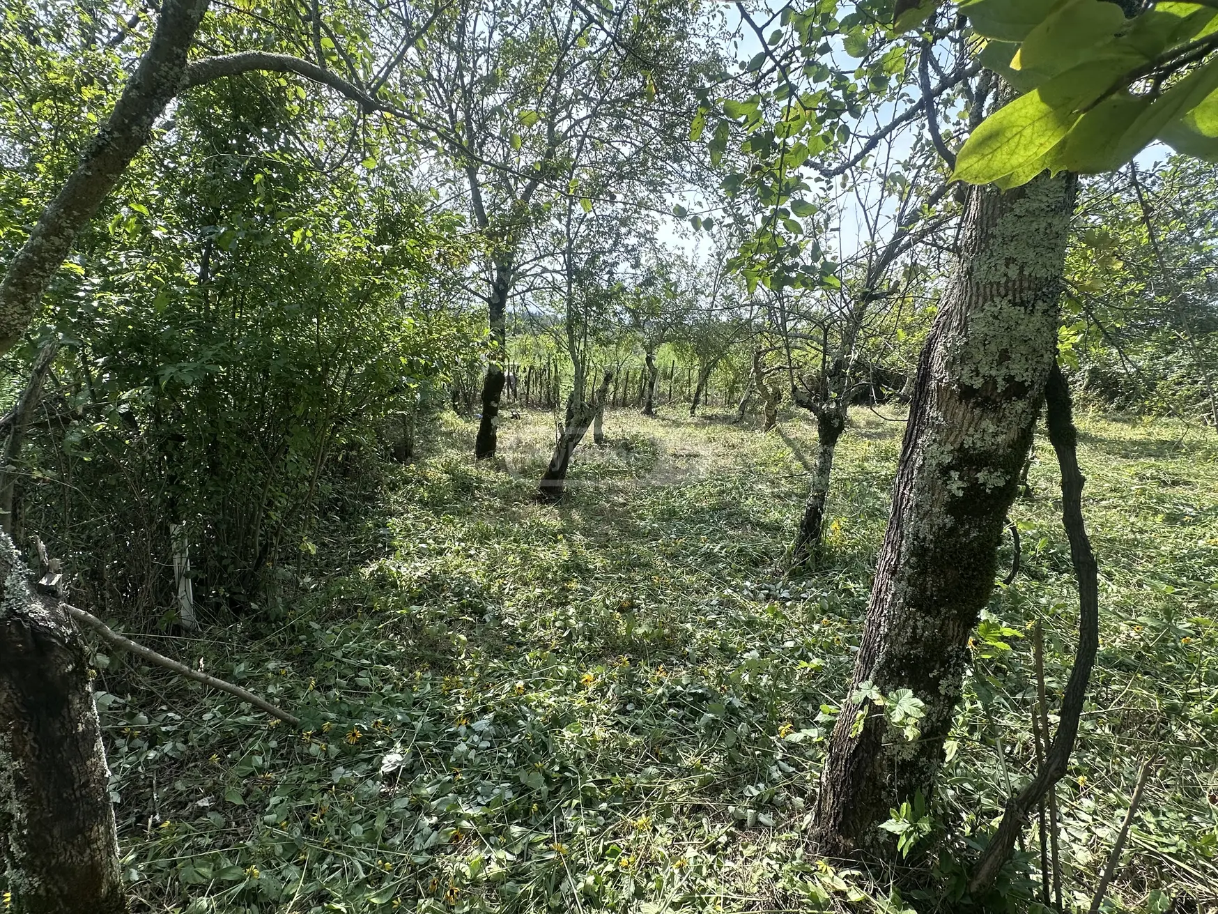 Non-Agricultural Plot For Sale In Tskaltubo view 5