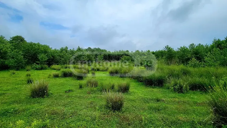 Agricultural Plot For Sale In Ozurgeti view 4