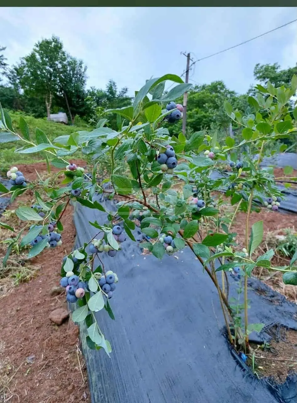 Agricultural Plot For Sale In Chaqvi, In Kobuleti Municipality view 2