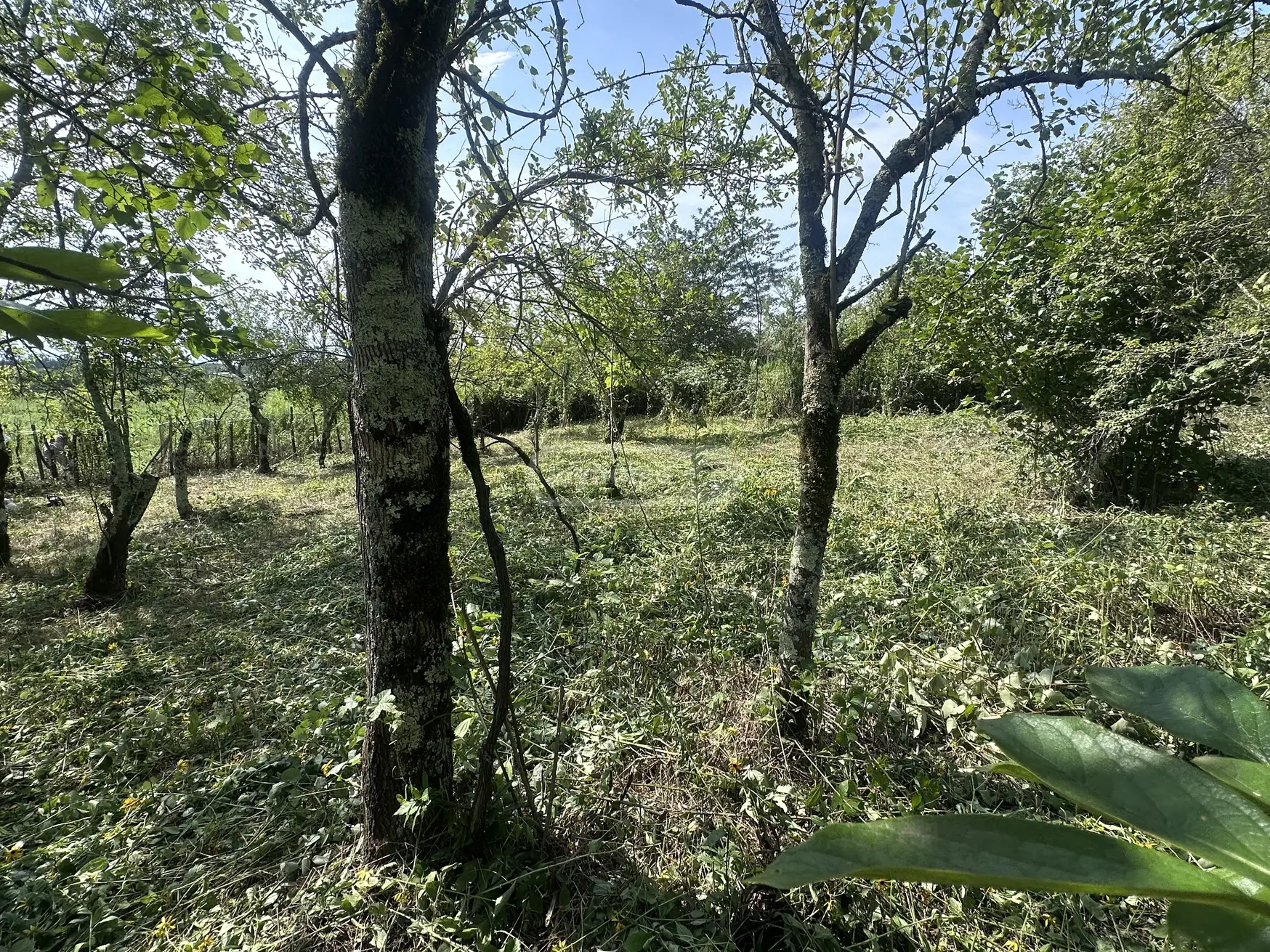 Non-Agricultural Plot For Sale In Tskaltubo view 6