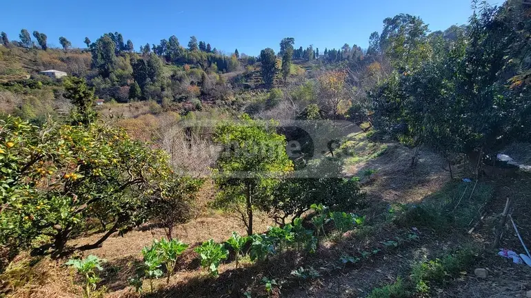 Agricultural Plot For Sale In Tsikhisdziri, In Kobuleti Municipality view 4