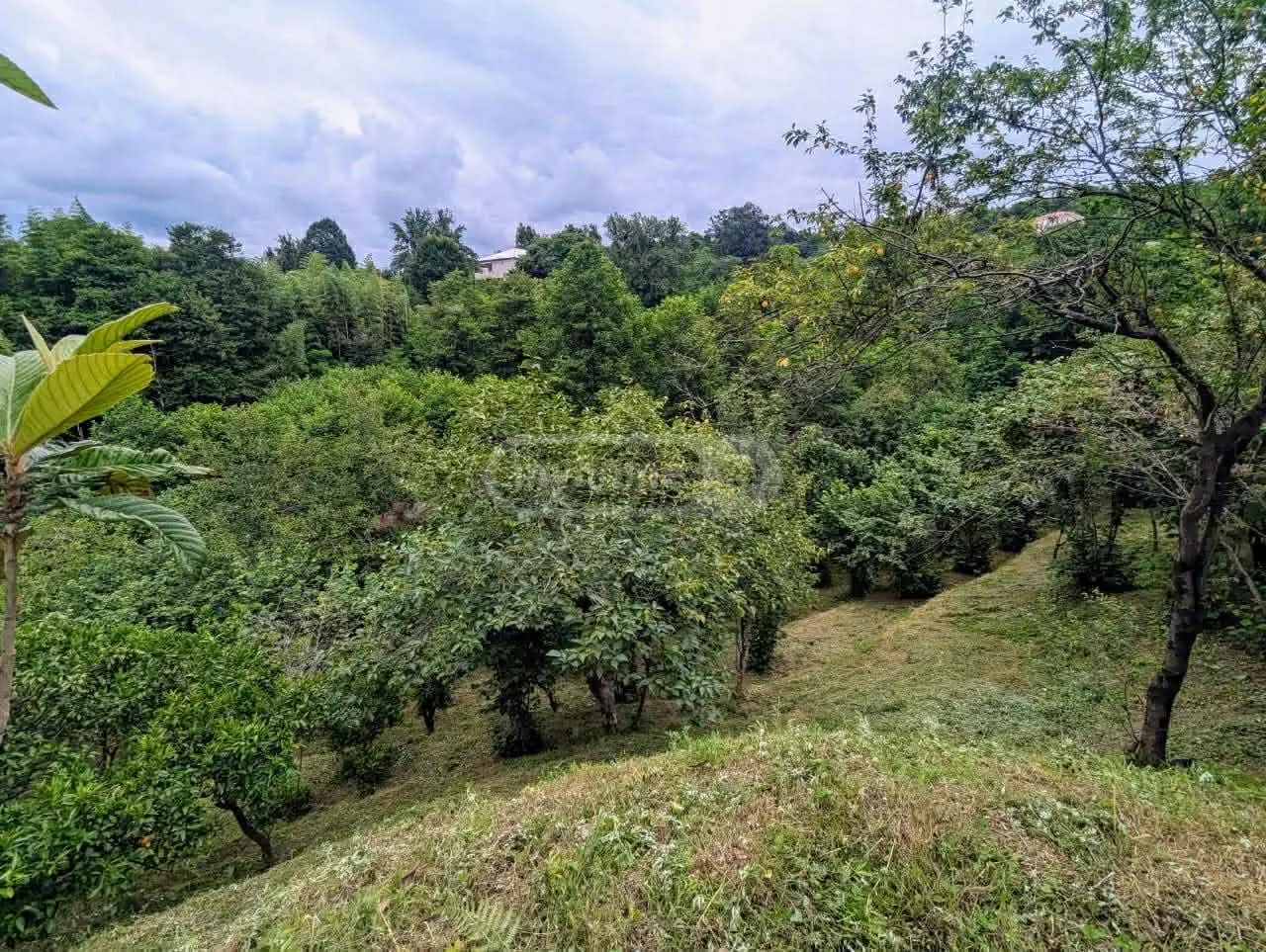 Agricultural Plot For Sale In Khelvachauri view 4