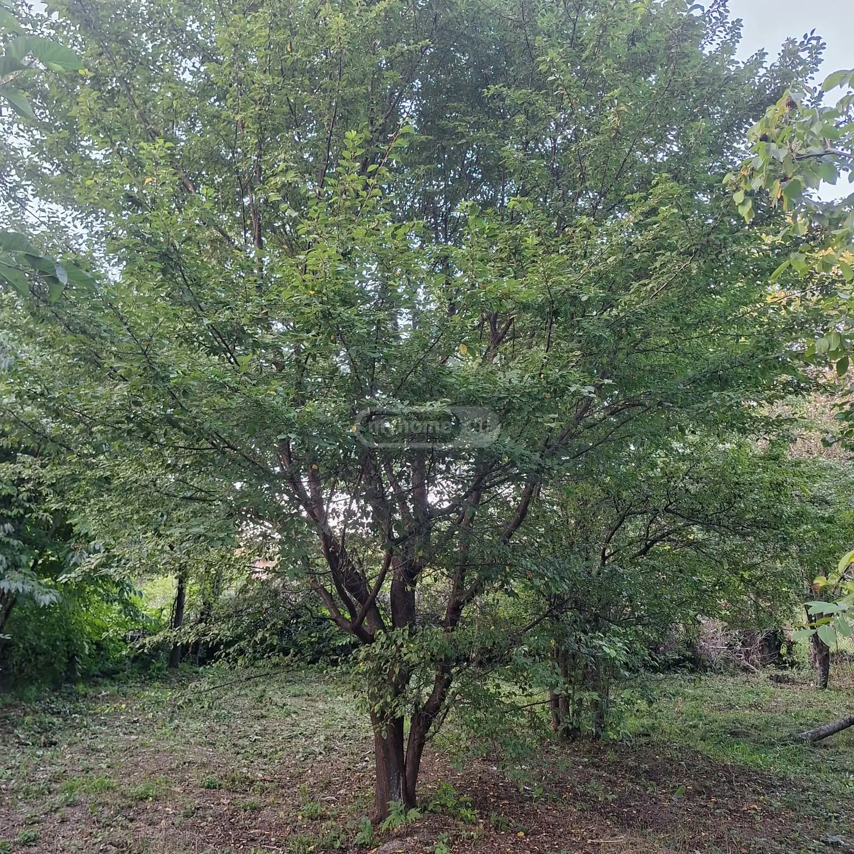 Agricultural Plot For Sale In Choporti, In Dusheti Municipality view 9