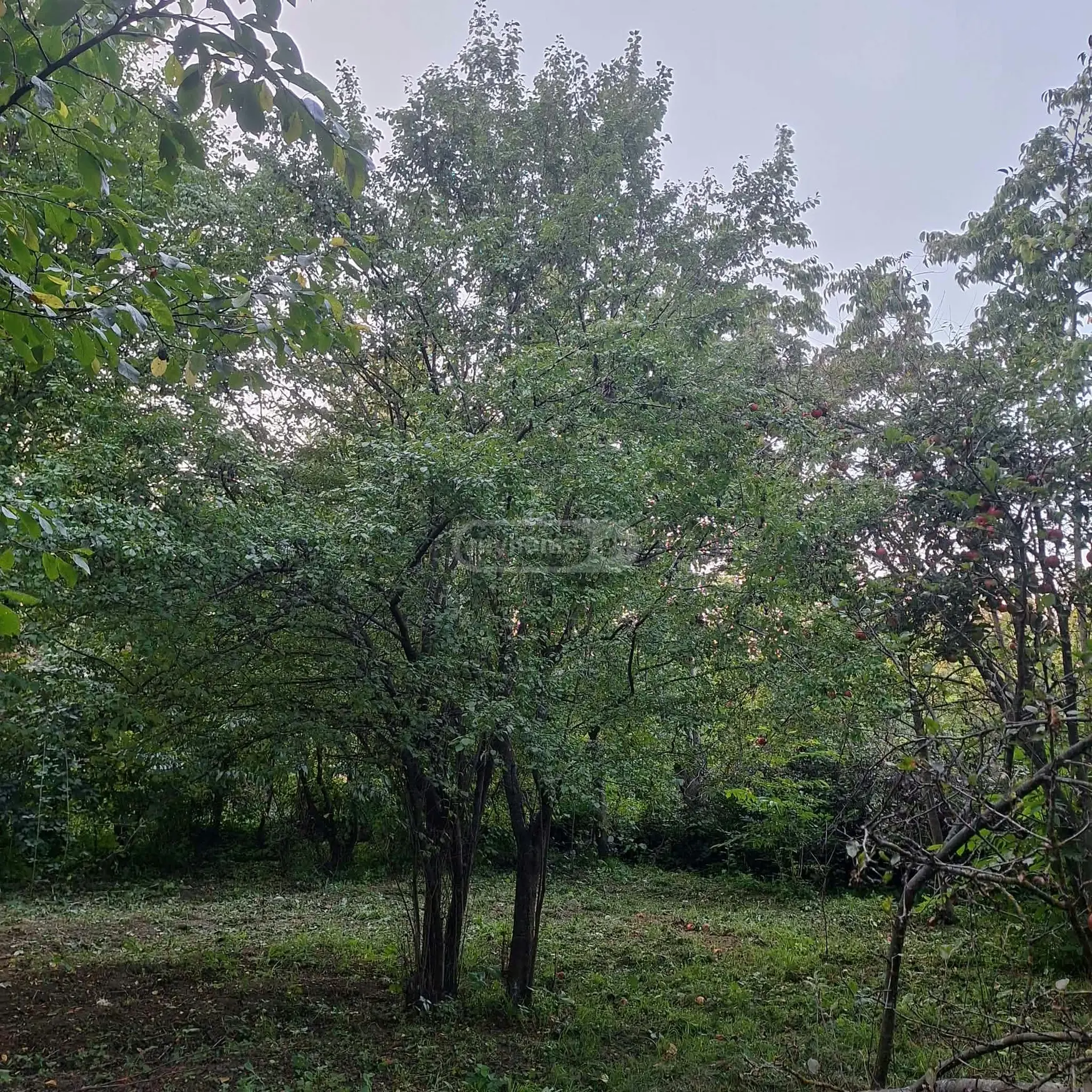 Agricultural Plot For Sale In Choporti, In Dusheti Municipality view 7