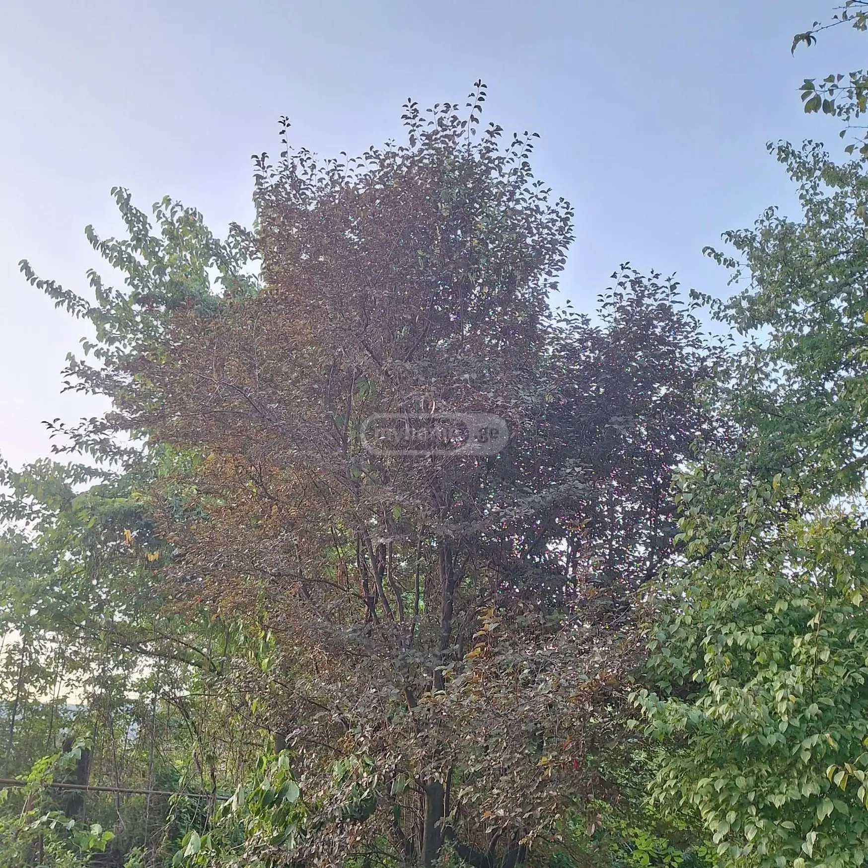 Agricultural Plot For Sale In Choporti, In Dusheti Municipality view 10