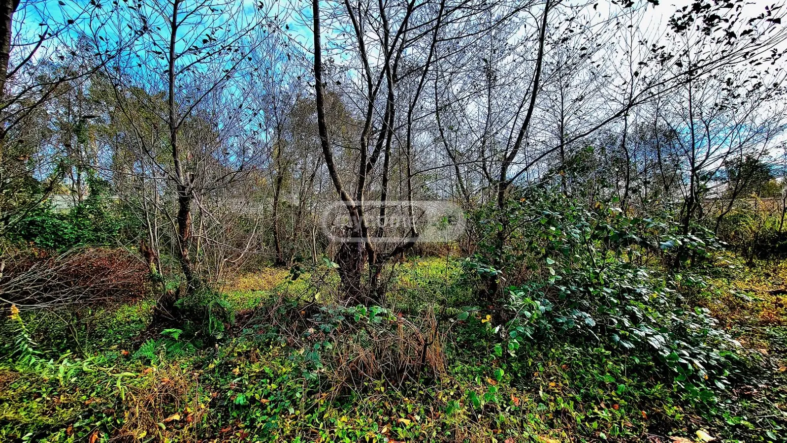Agricultural Plot For Sale In Ozurgeti view 5