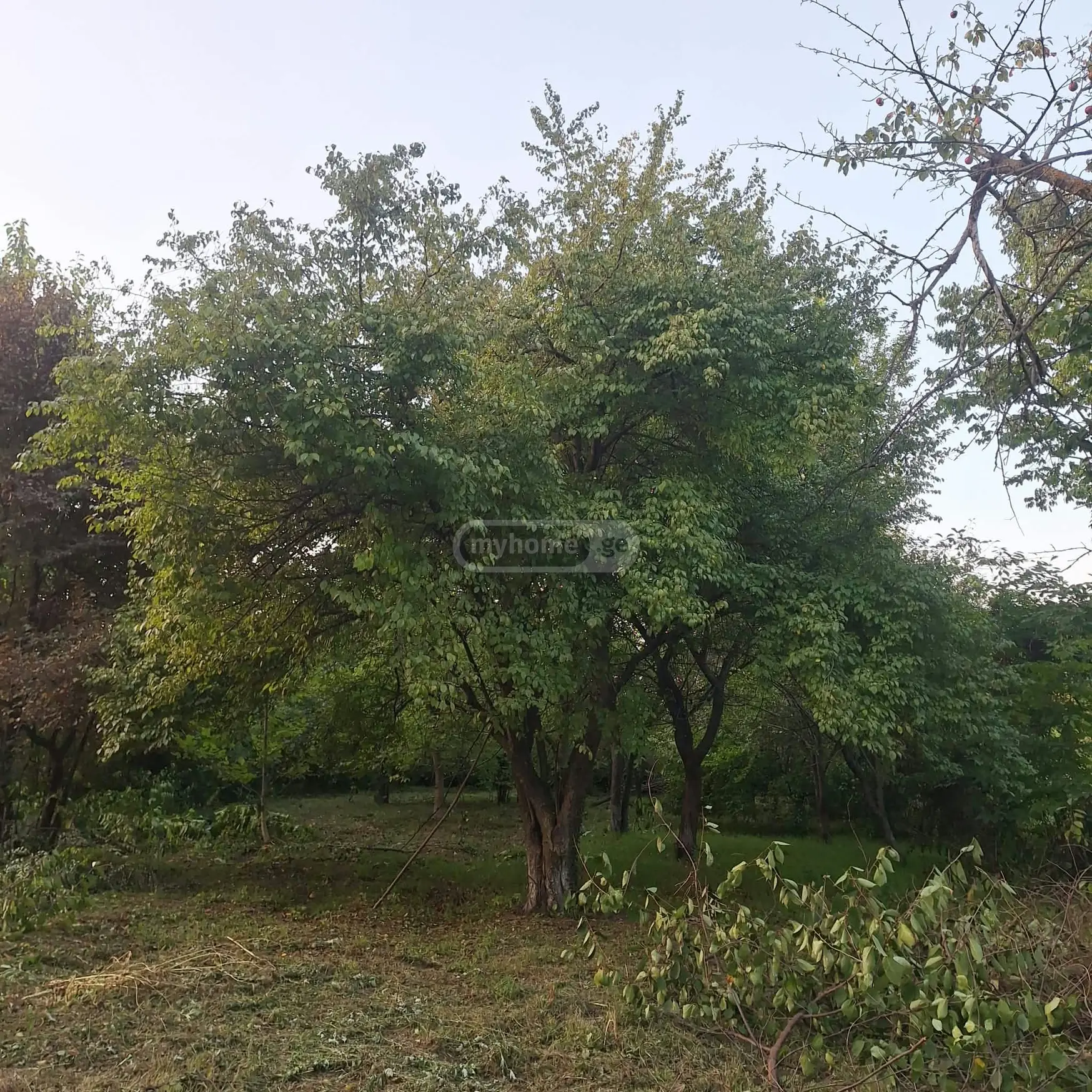 Agricultural Plot For Sale In Choporti, In Dusheti Municipality view 5