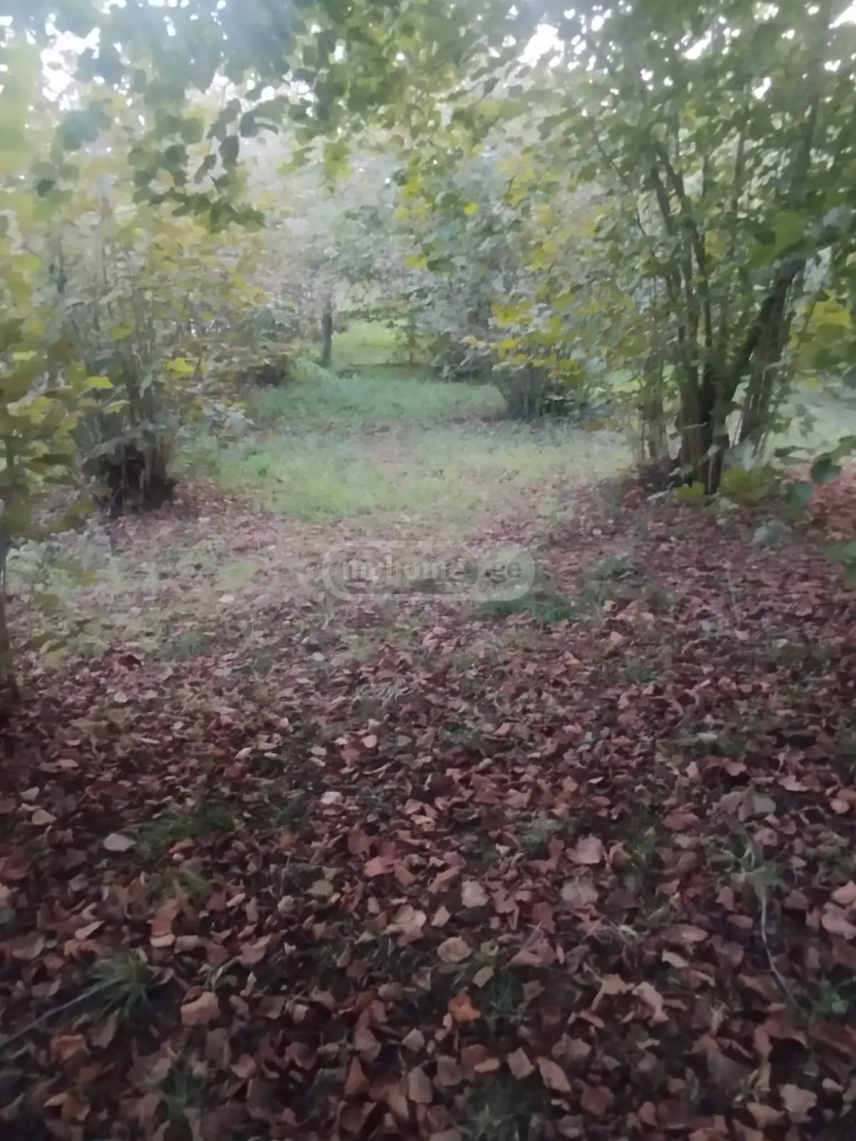 იყიდება Agricultural Plot In Zugdidiში view 2