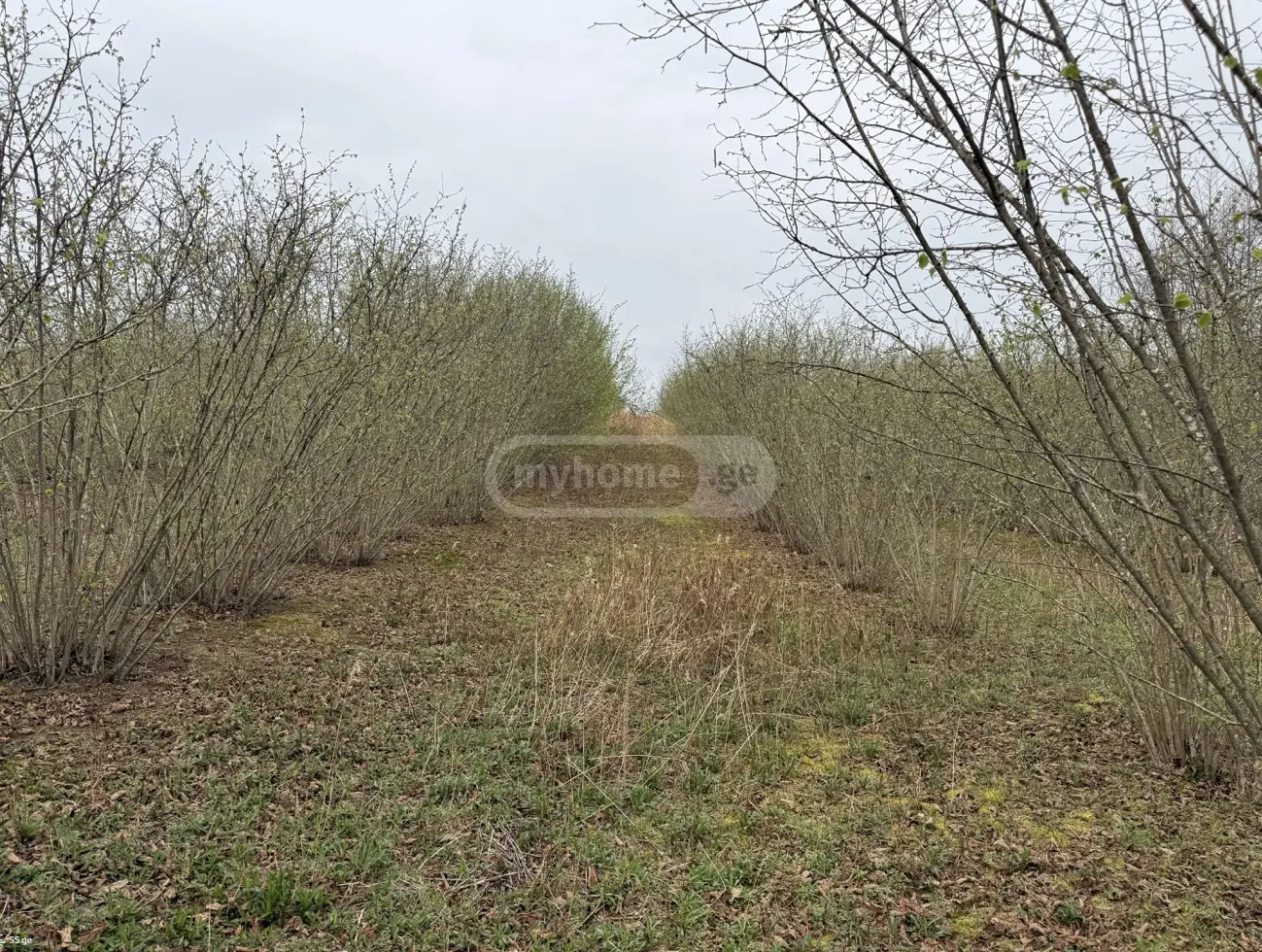 Продажа Agricultural Plot в In Zugdidi view 6