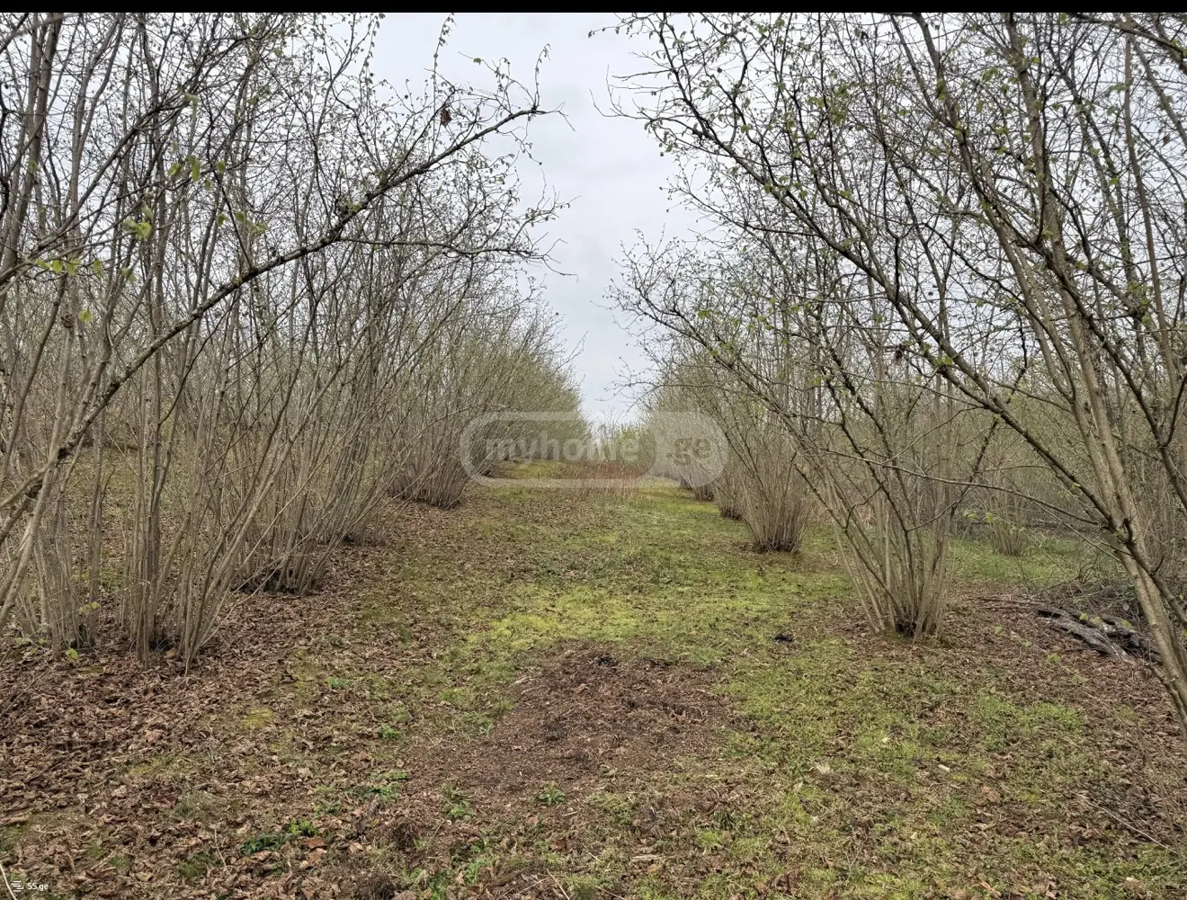 Продажа Agricultural Plot в In Zugdidi view 7