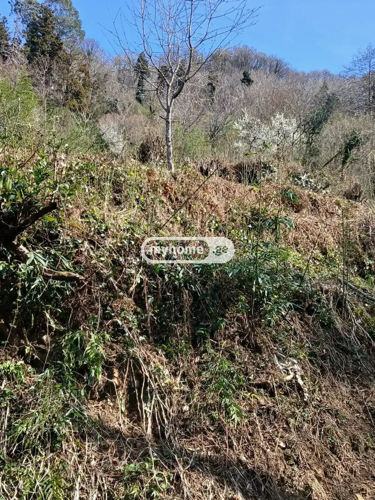 Agricultural Plot For Sale In Gonio, In Khelvachauri Municipality view 7