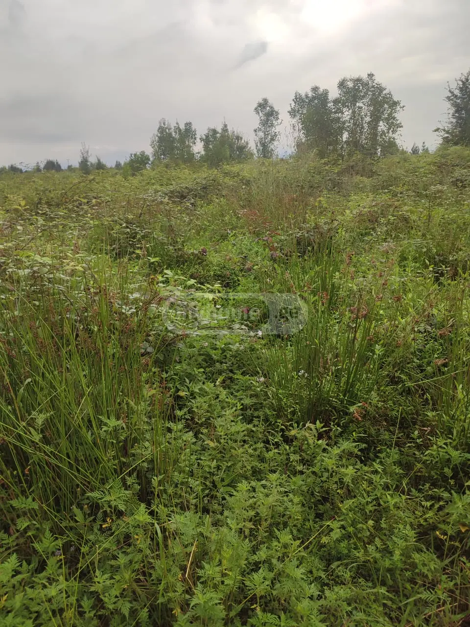 Agricultural Plot For Sale In Ureki, In Ozurgeti Municipality view 4