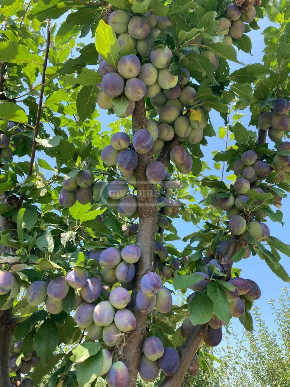 Agricultural Plot For Sale In Gardabani view 11