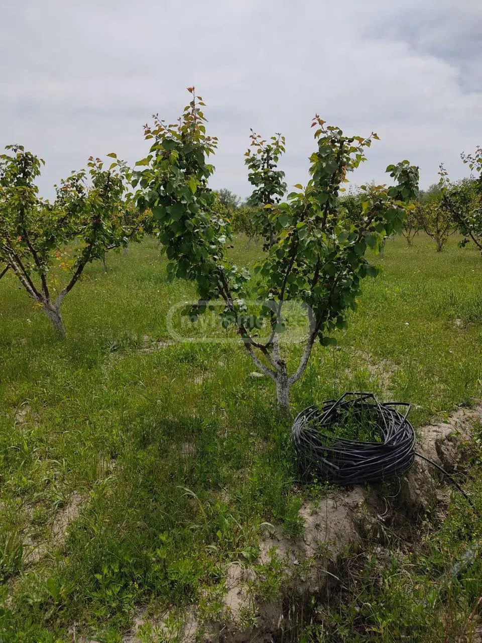 Agricultural Plot For Sale In Gardabani view 3
