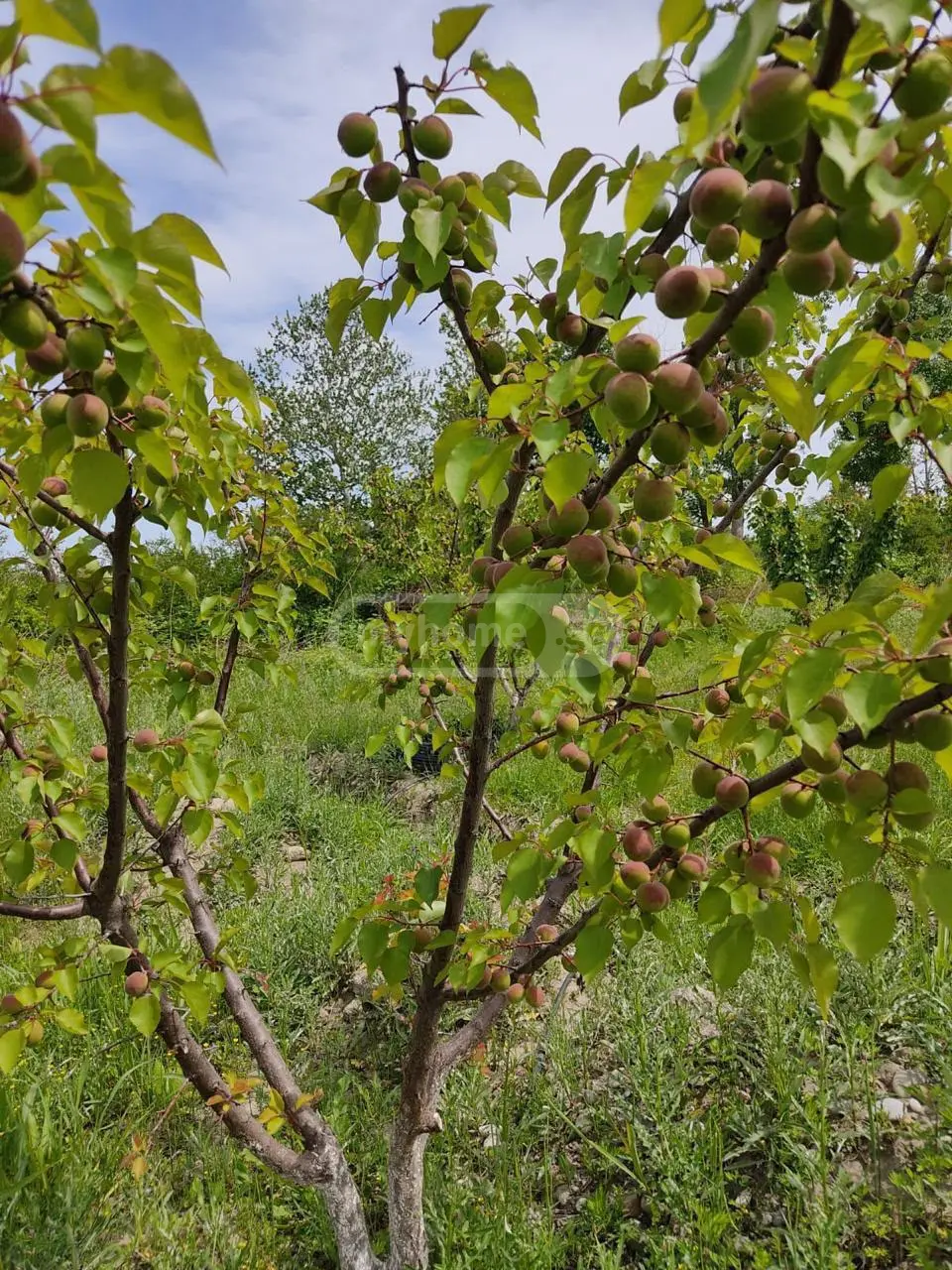 Agricultural Plot For Sale In Gardabani view 2