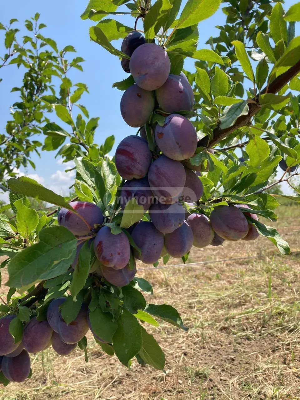 Agricultural Plot For Sale In Gardabani view 6