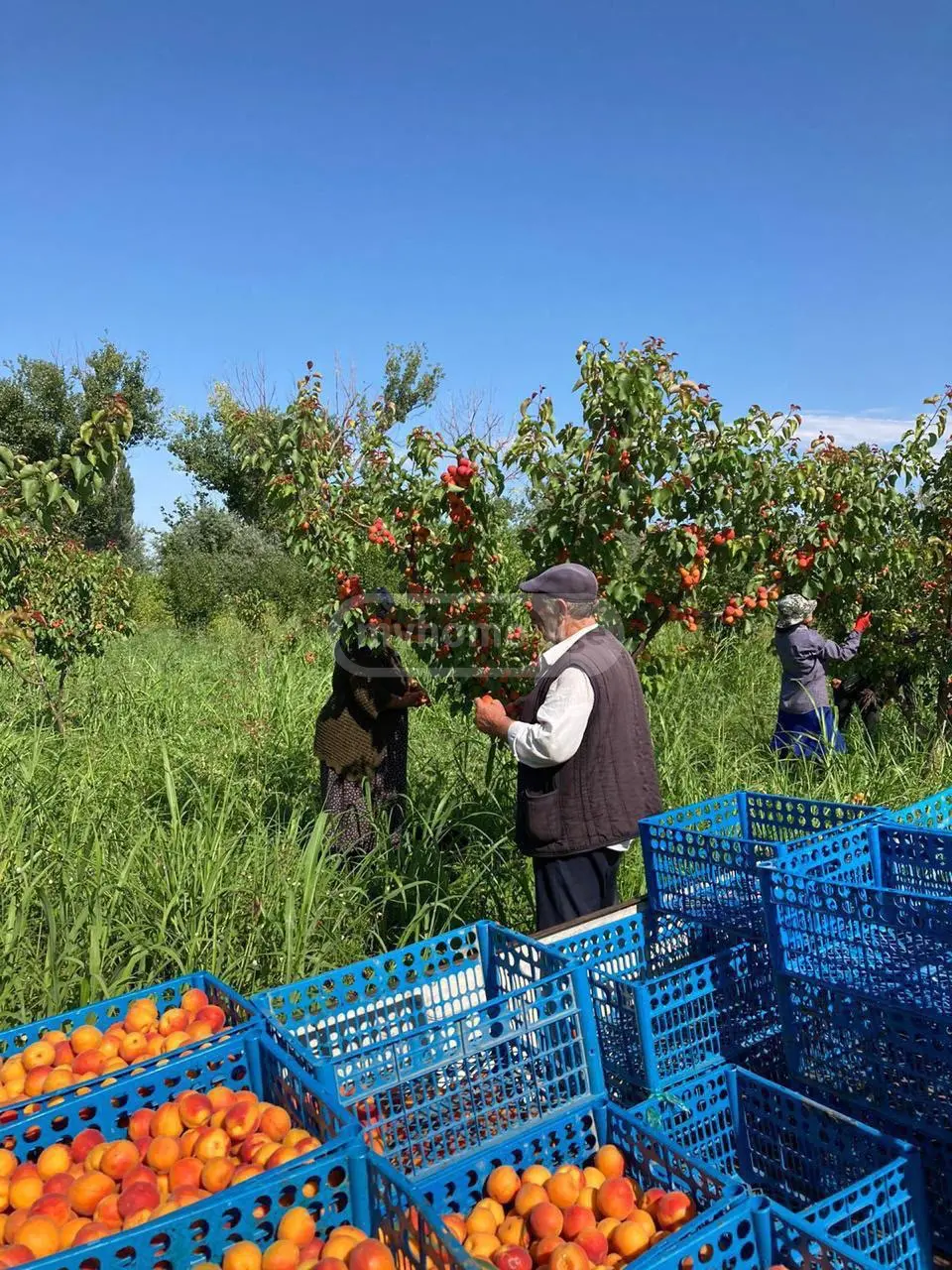 Agricultural Plot For Sale In Gardabani view 10