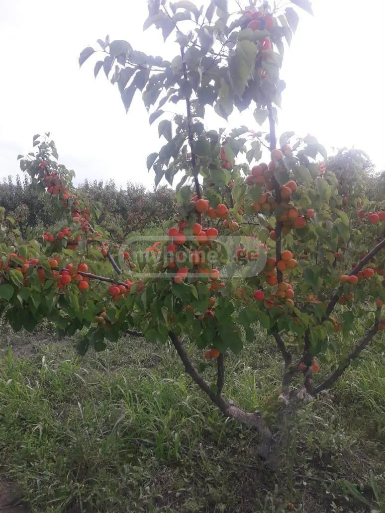 Agricultural Plot For Sale In Gardabani view 5