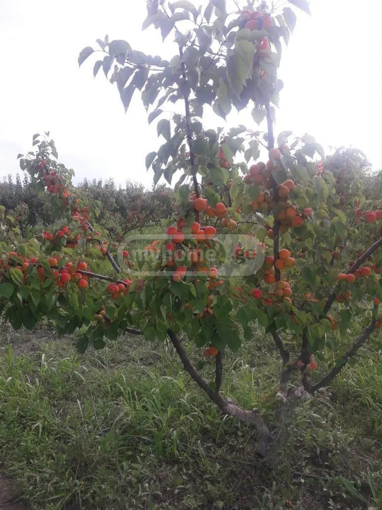 Agricultural Plot For Sale In Gardabani view 8