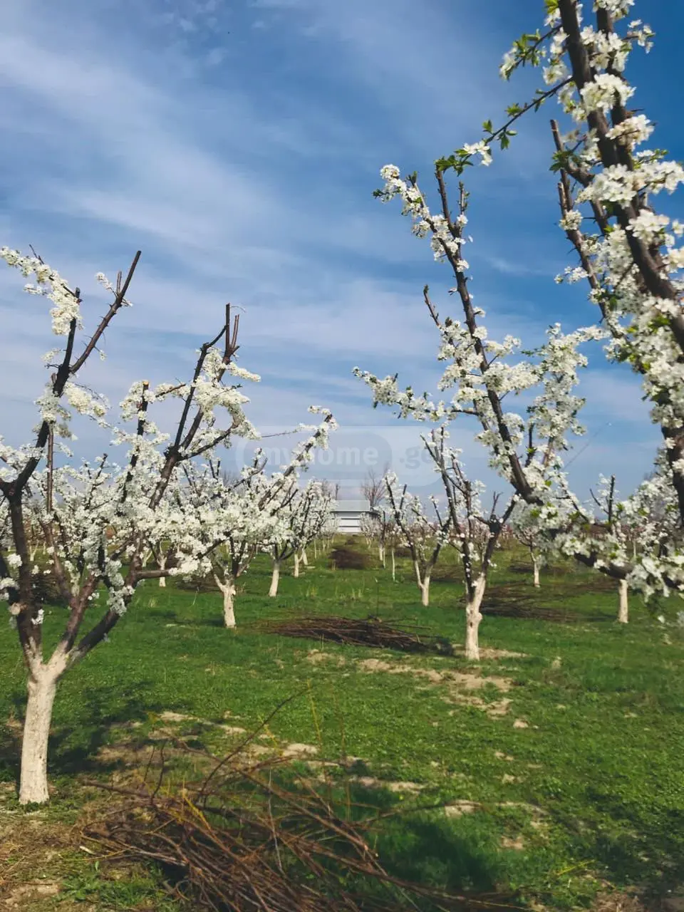 Agricultural Plot For Sale In Gardabani view 15