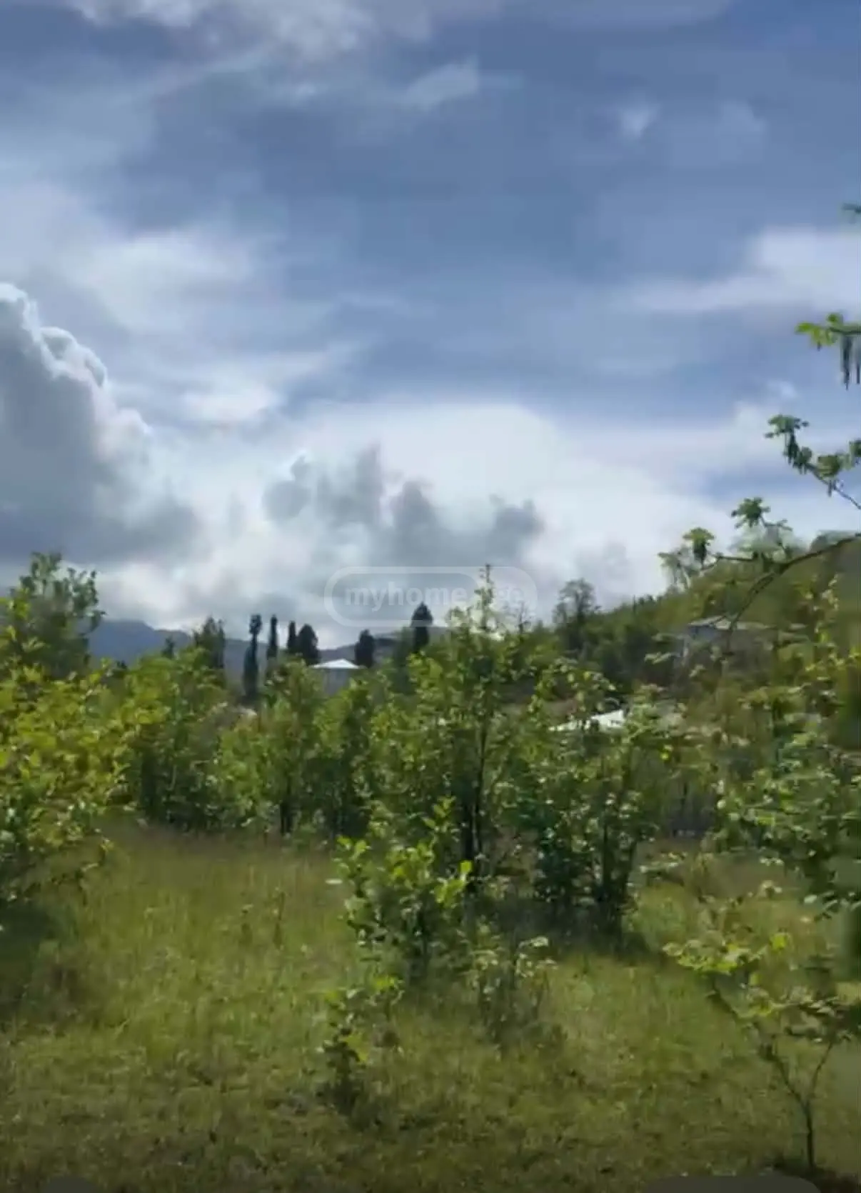 იყიდება Agricultural Plot In Tsinsvla, In Khelvachauri Municipalityში view 6