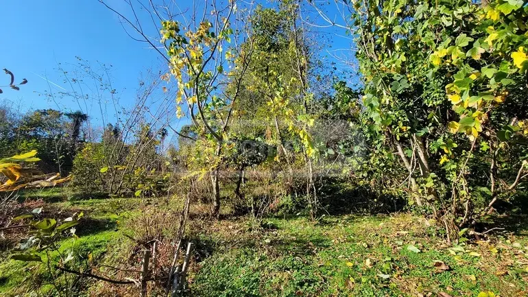 იყიდება Agricultural Plot In Tsikhisdziri, In Kobuleti Municipalityში view 4