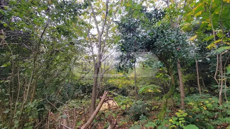 იყიდება Agricultural Plot In Tsikhisdziri, In Kobuleti Municipalityში view 6