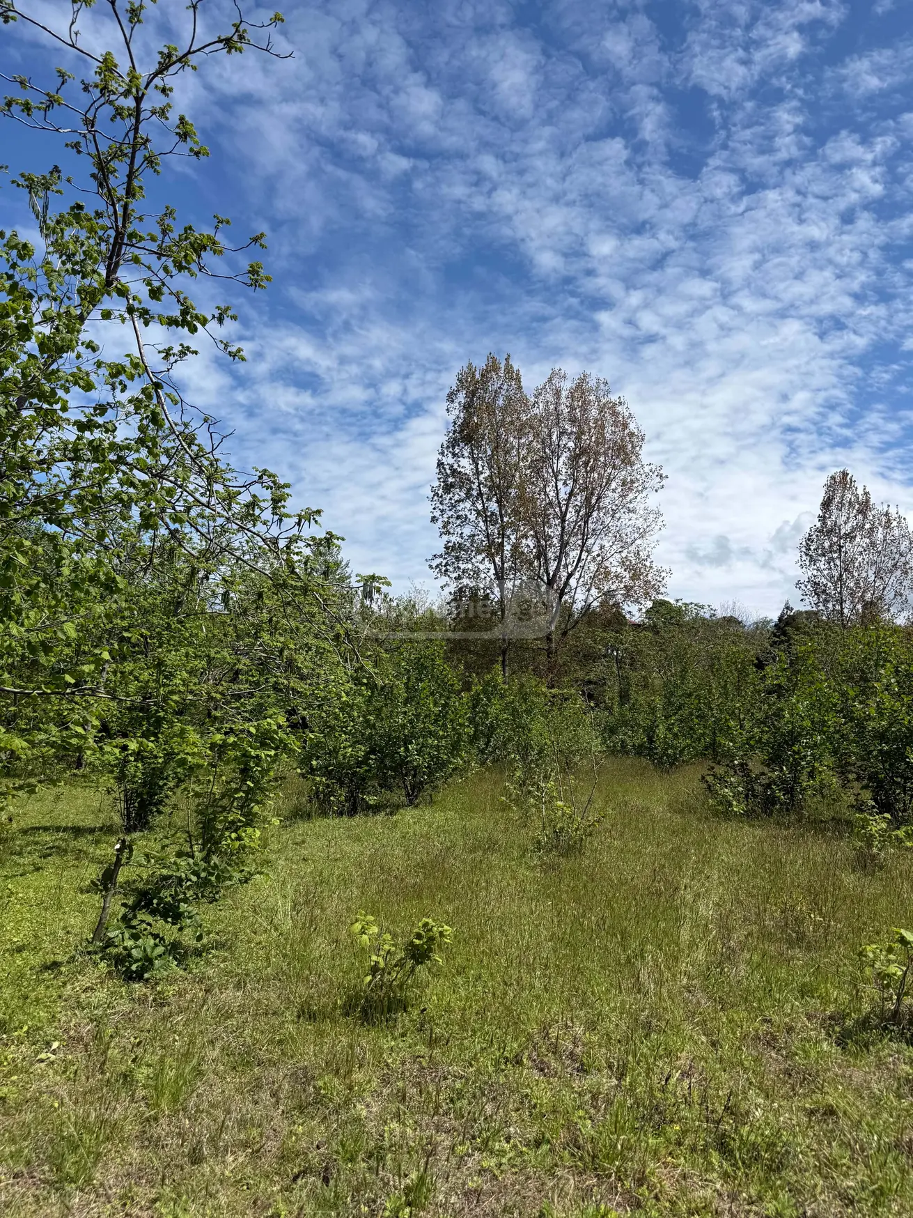 იყიდება Agricultural Plot In Tsinsvla, In Khelvachauri Municipalityში view 3