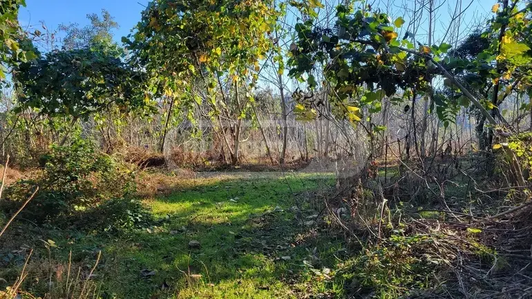 იყიდება Agricultural Plot In Tsikhisdziri, In Kobuleti Municipalityში view 3