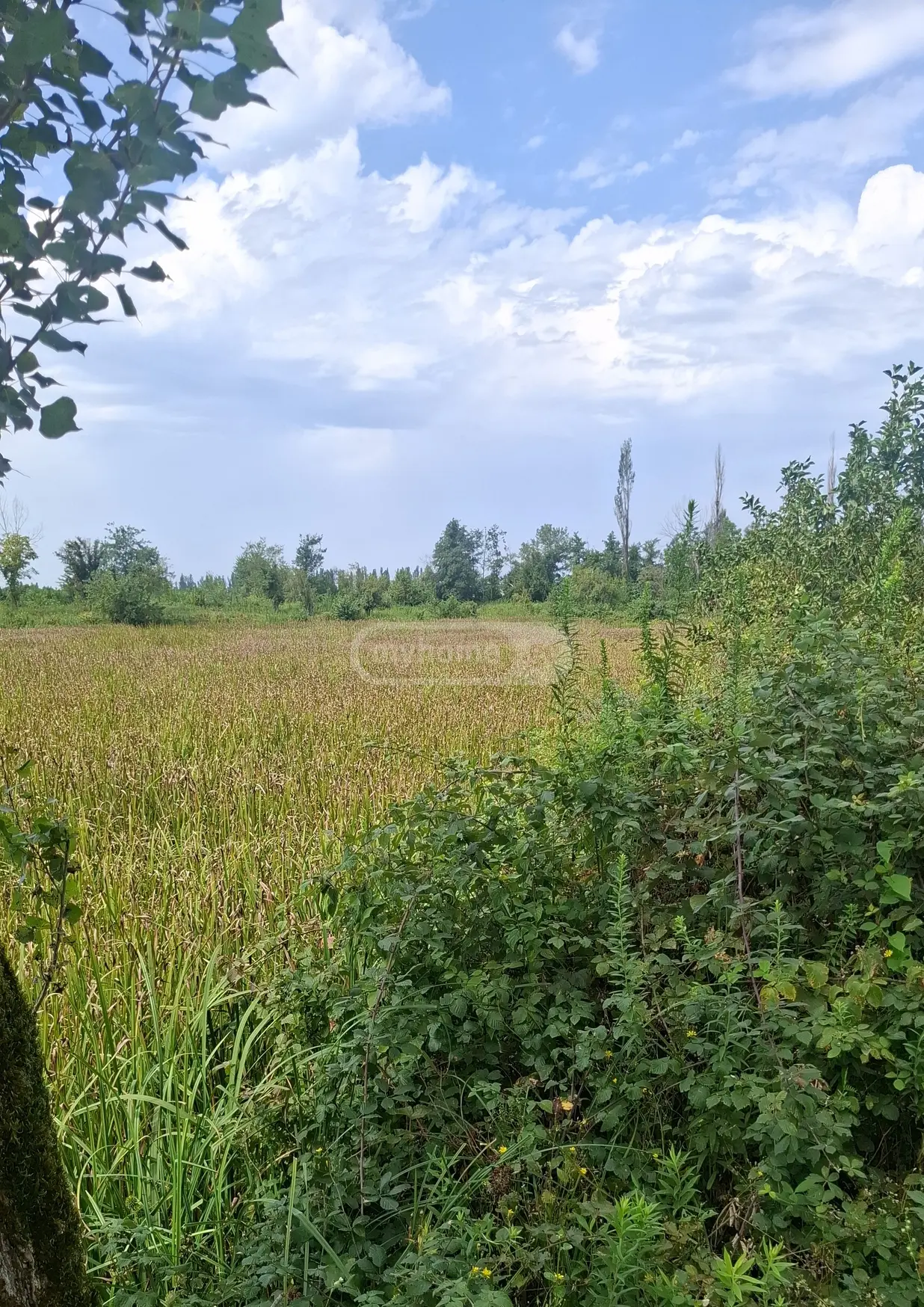 იყიდება Agricultural Plot In Samtrediaში view 2
