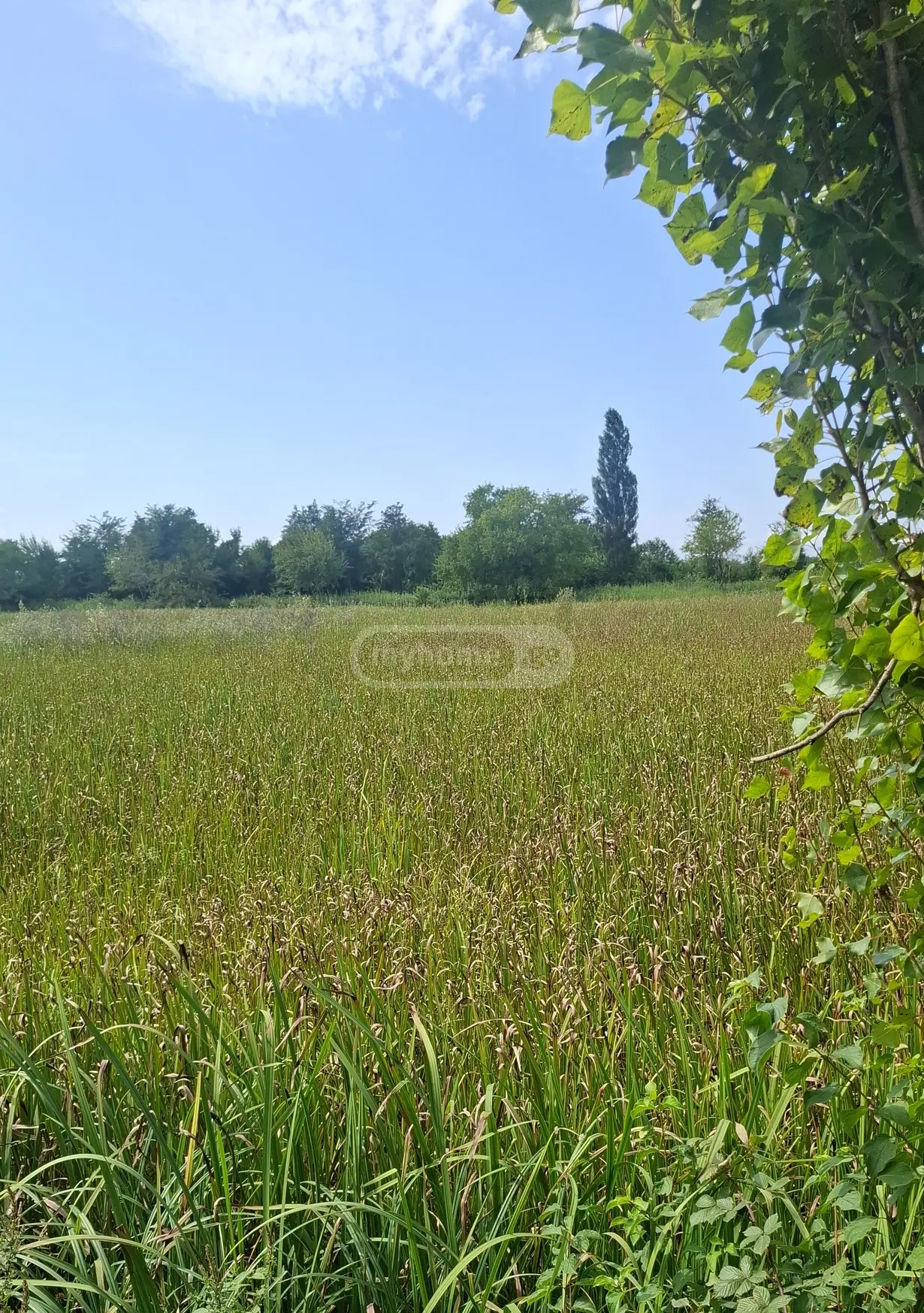 იყიდება Agricultural Plot In Samtrediaში view 1