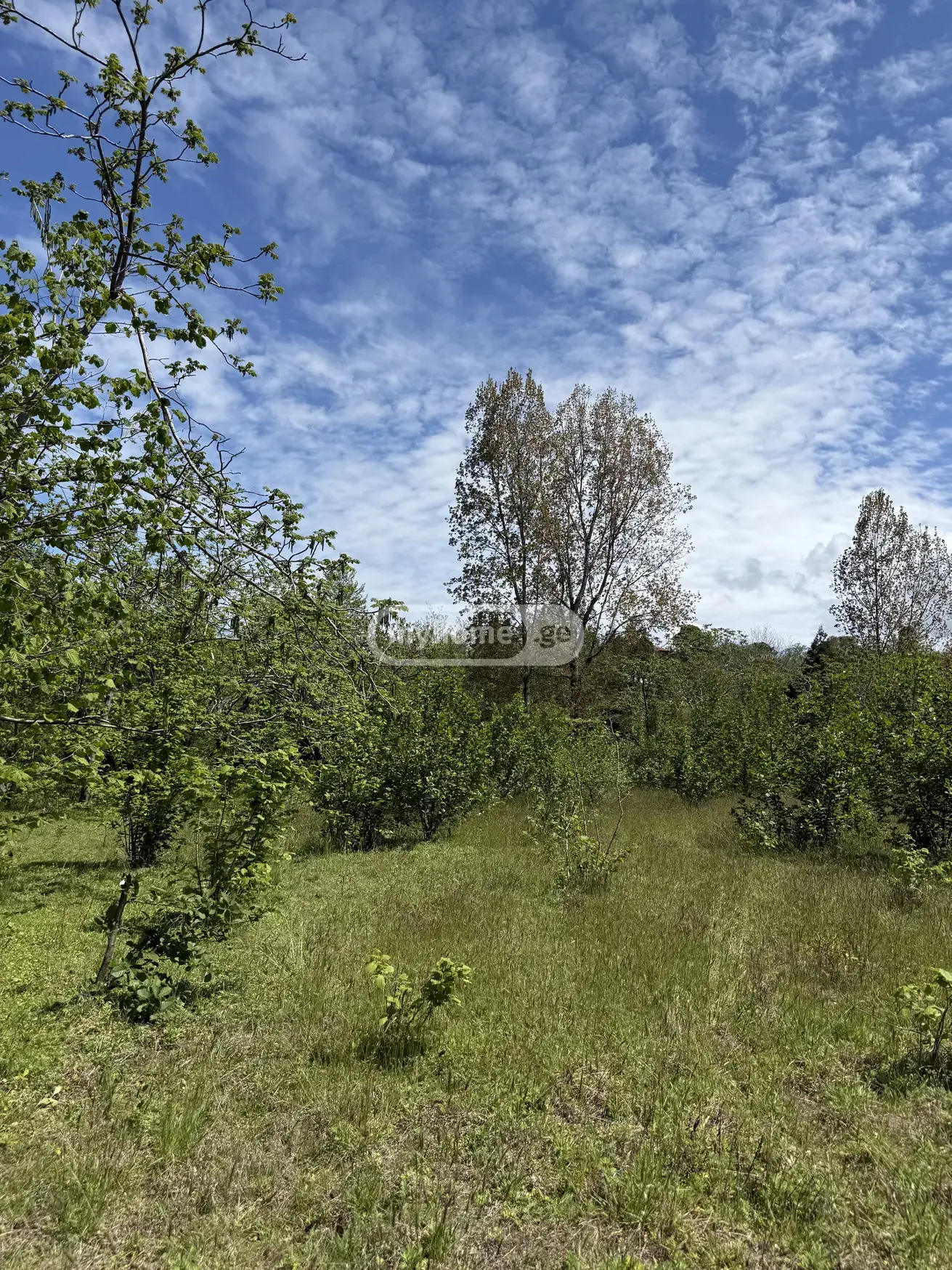 Agricultural Plot For Sale In Makhinjauri, In Batumi view 2