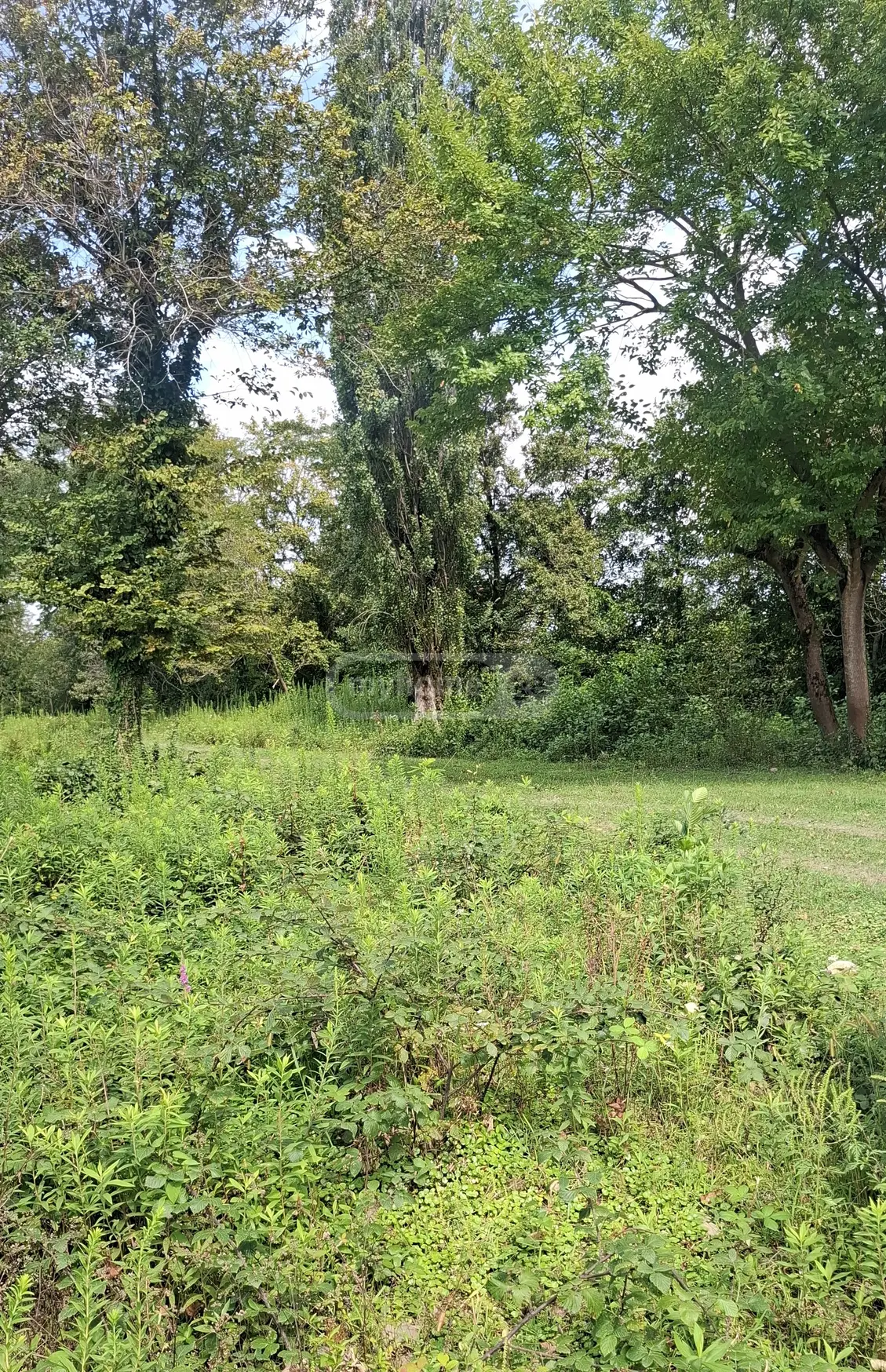 იყიდება Agricultural Plot In Samtrediaში view 3